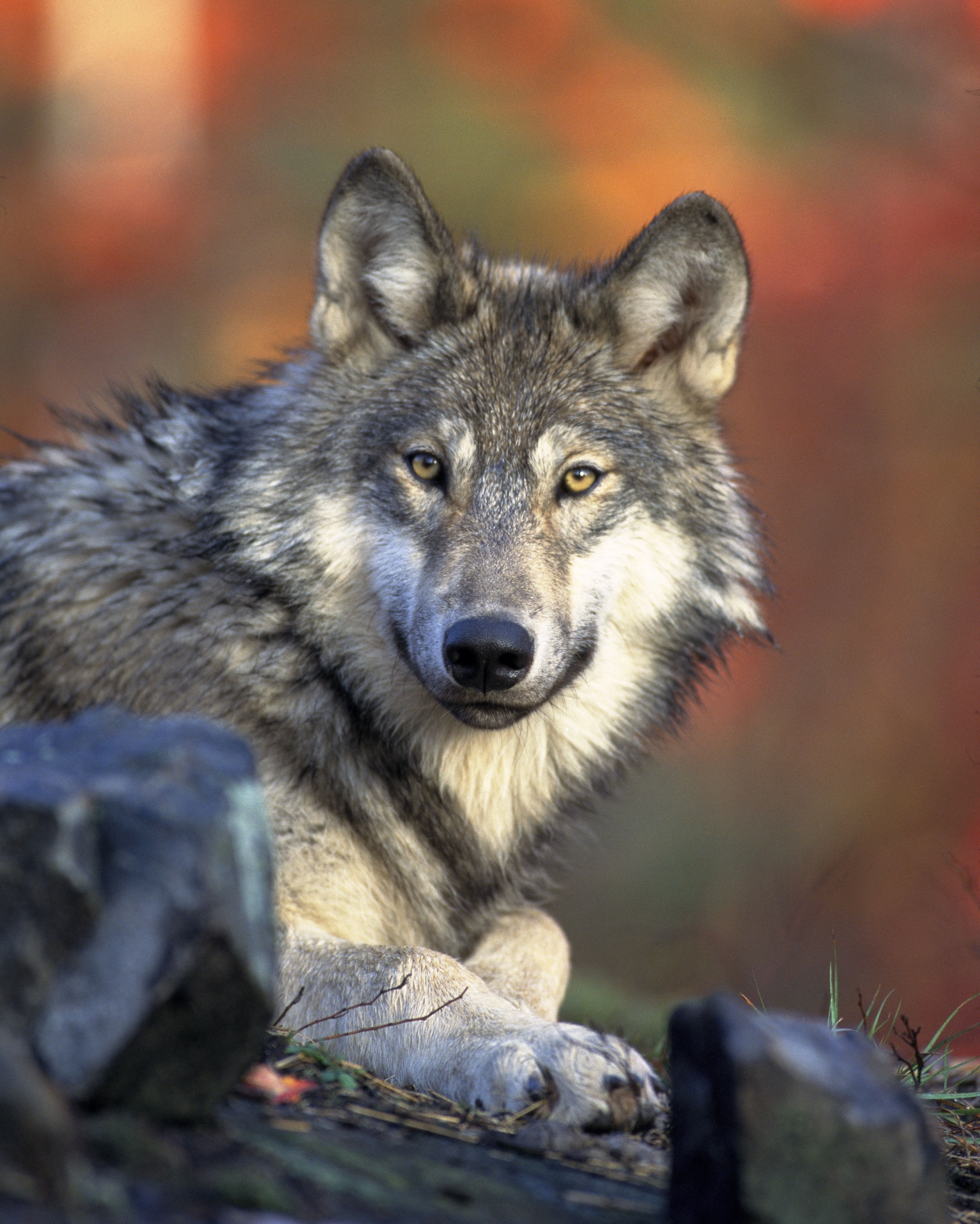 A wolf is laying on the ground - Wolf