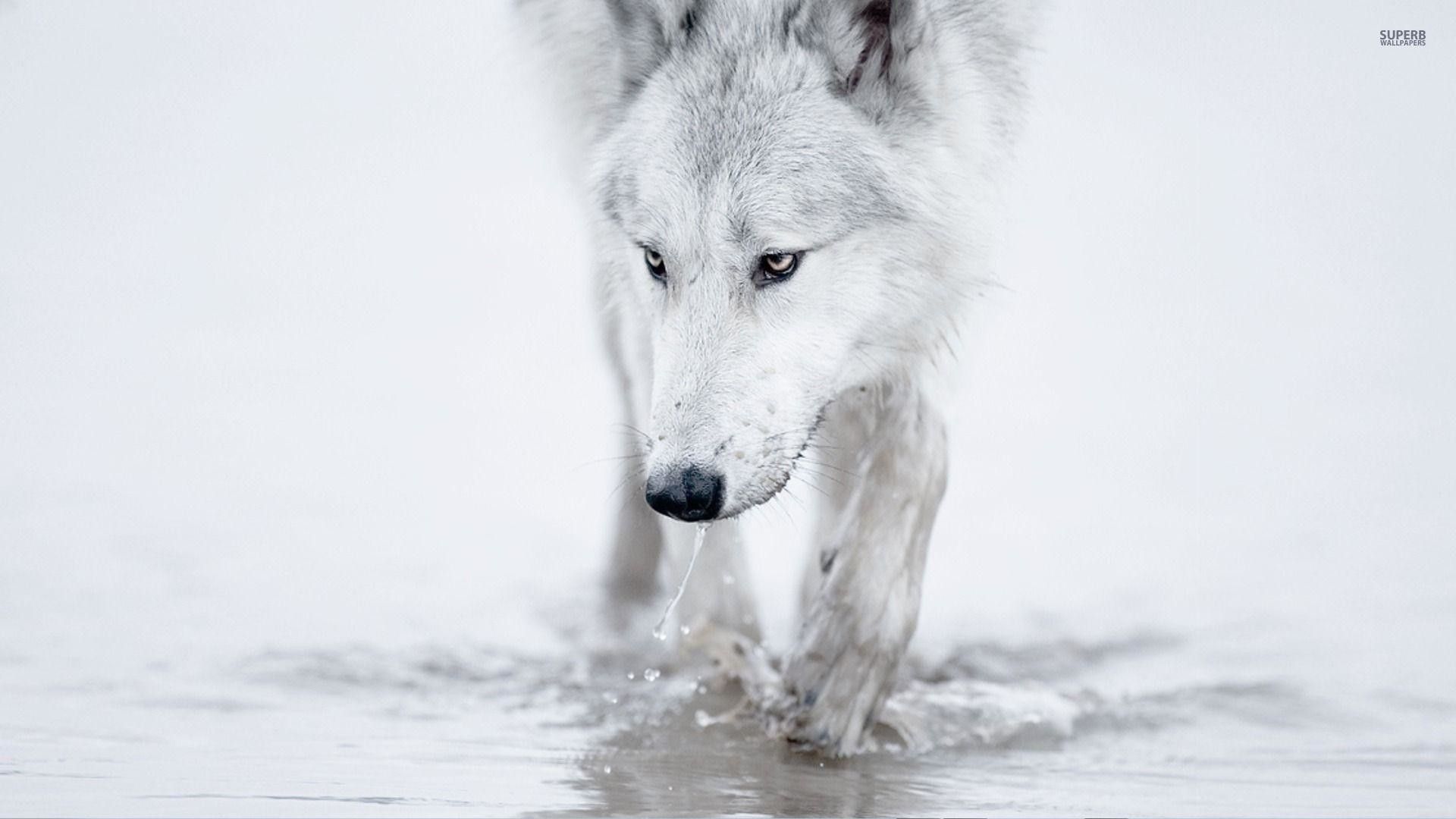 Arctic wolf drinking water from a lake wallpaper - Animal wallpapers - #23098 - Wolf