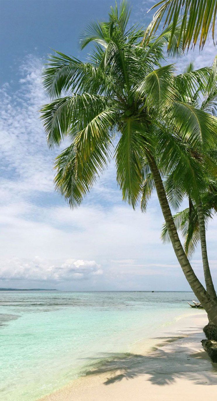 Palm trees on a beach with a blue sky - Coconut