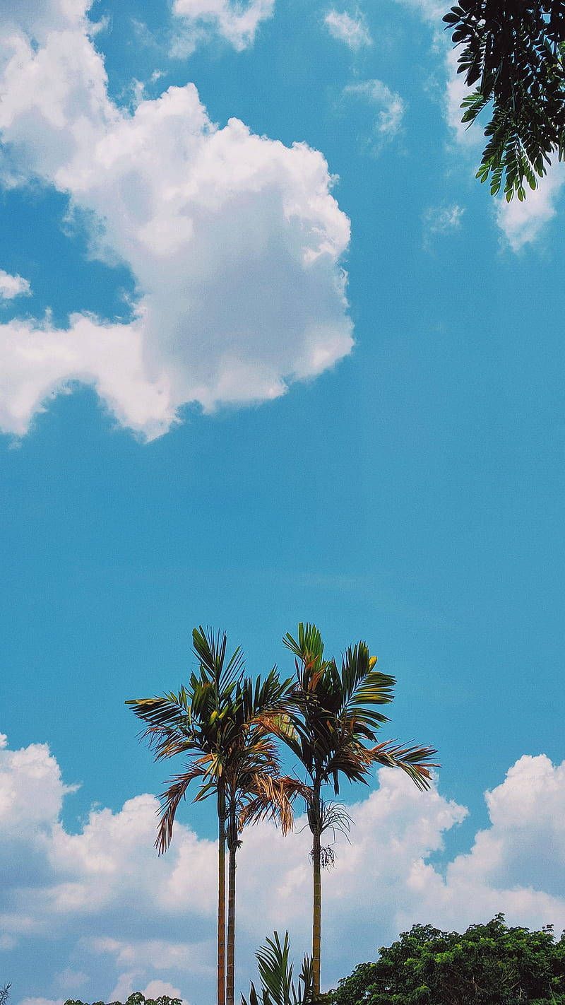 Three palm trees under a blue sky - Sky, coconut, palm tree