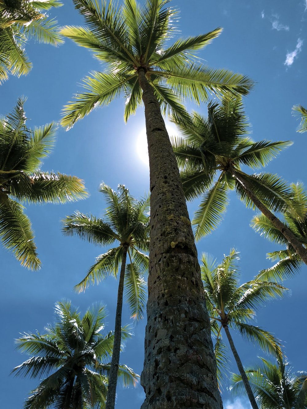 A palm tree with the sun shining through it - Coconut