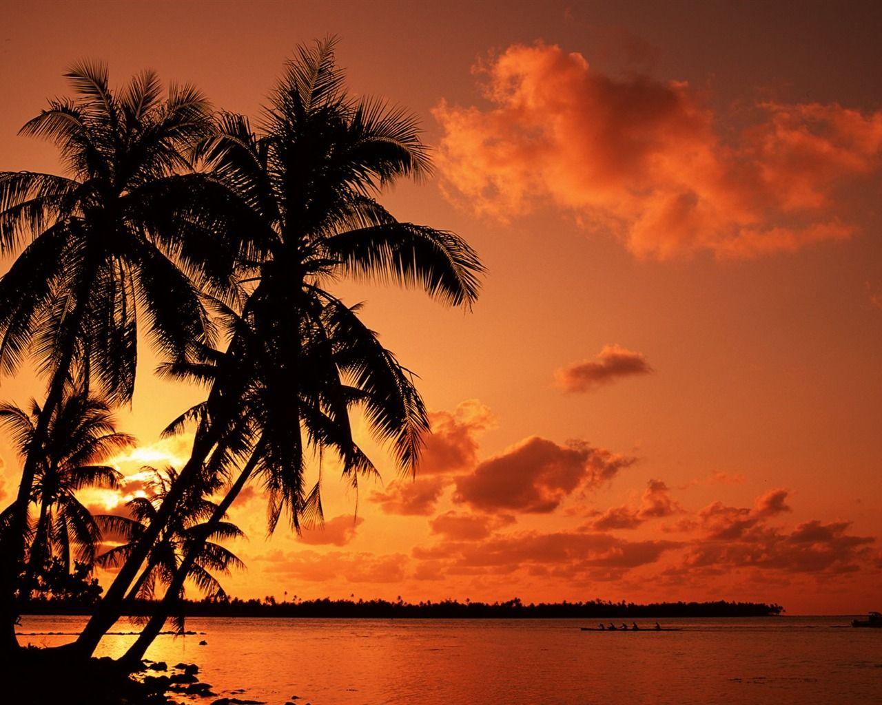 A silhouette of palm trees in front of a red sunset - Coconut