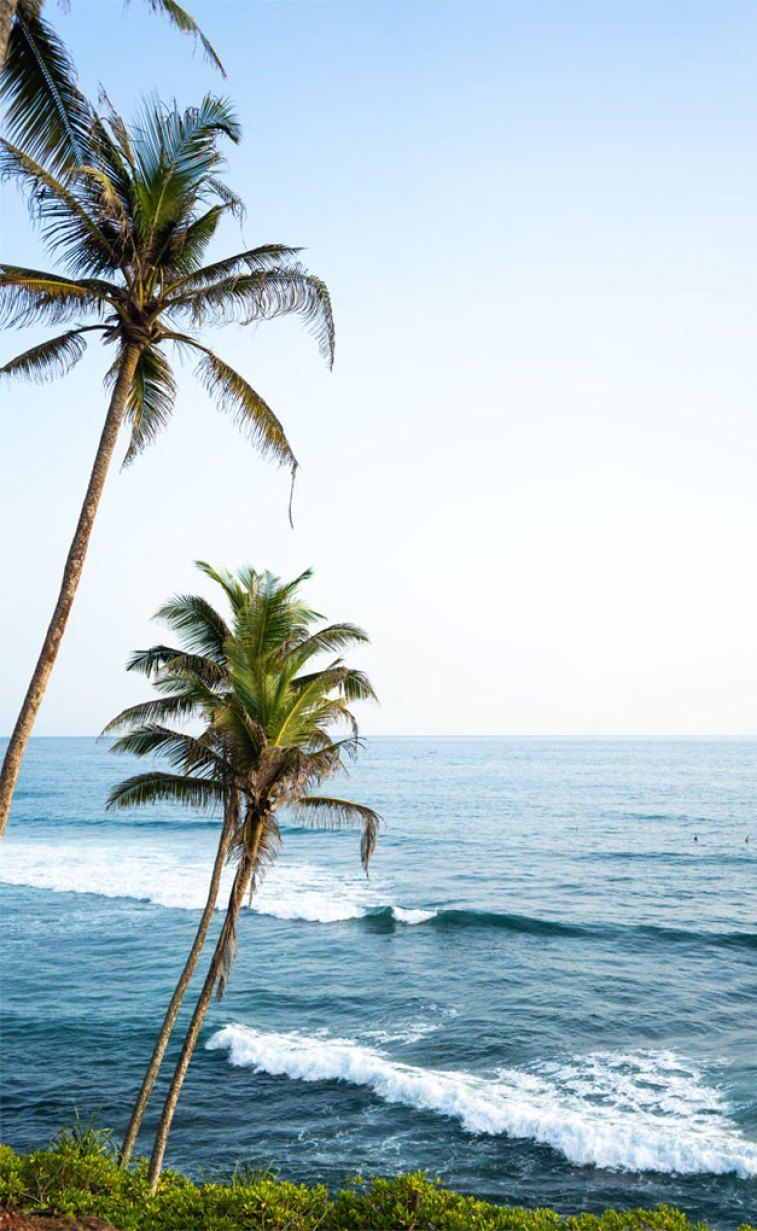 Coconut tree and beautiful beach Tree Hill, Mirissa, Sri Lanka