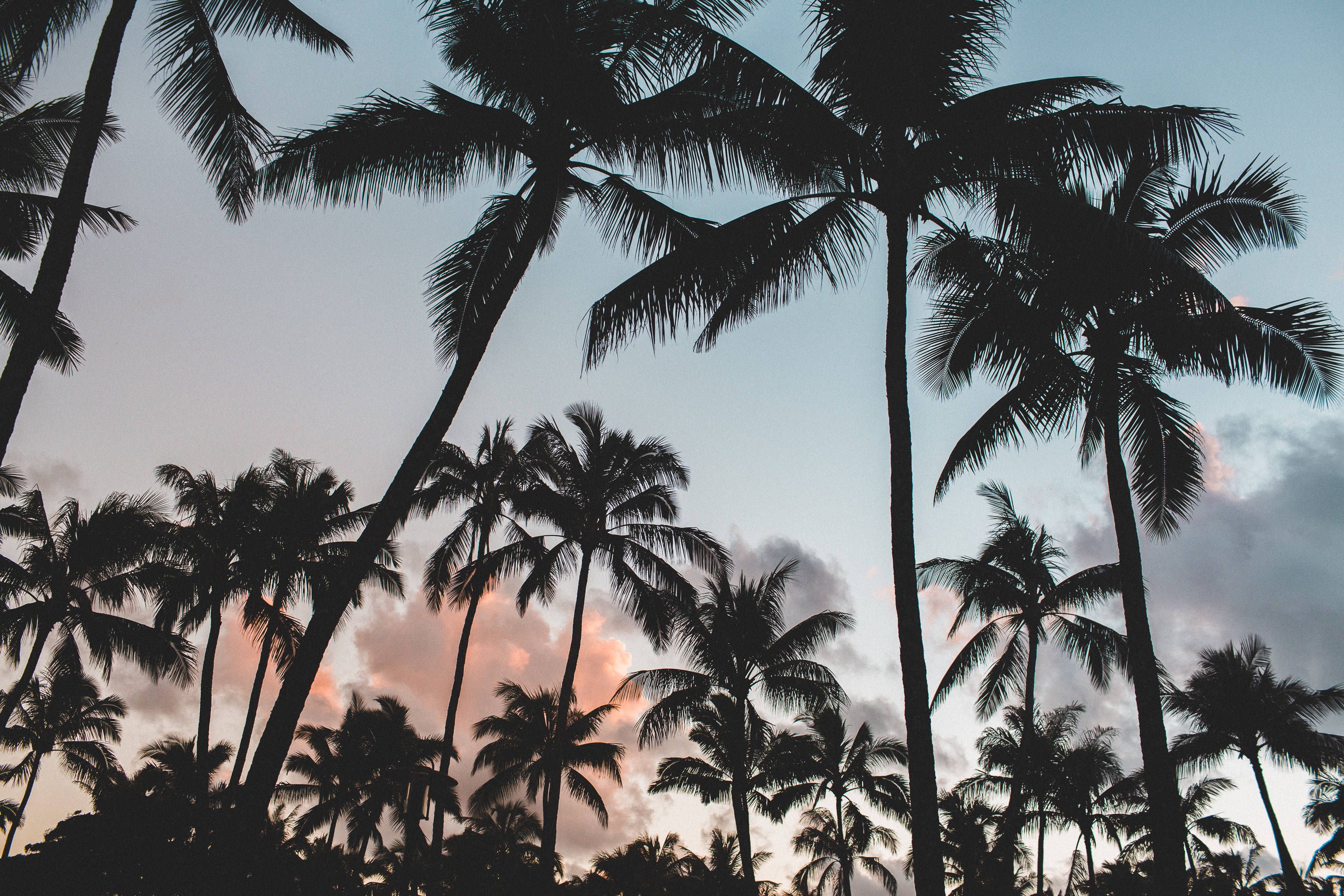 Download Coconut Trees Summer Desktop Wallpaper