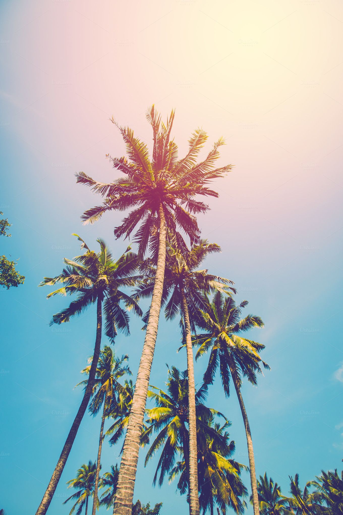 Free download vintage coconut tree [1360x2040] for your Desktop, Mobile & Tablet. Explore Coconut Palms Wallpaper. Coconut Nekopara Wallpaper, Palms Wallpaper