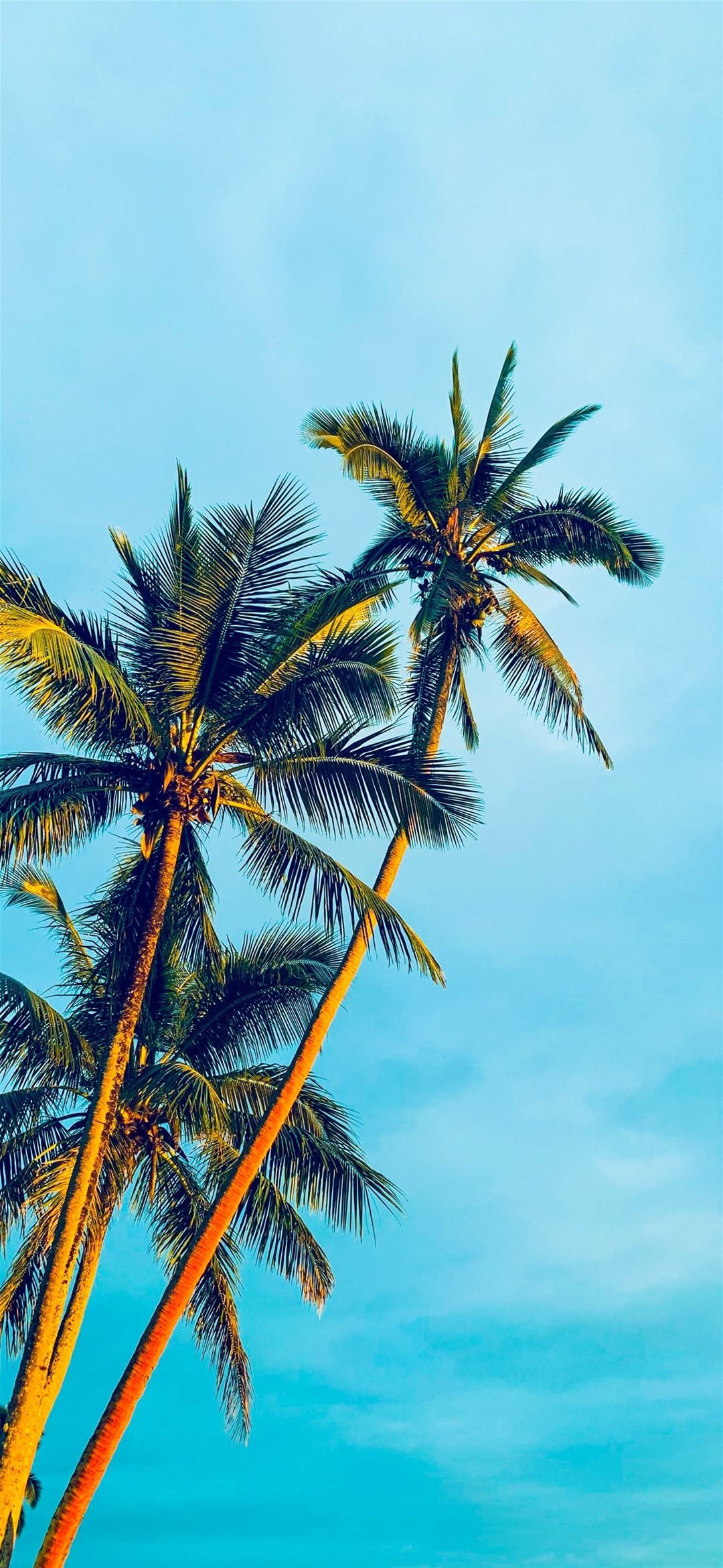 coconut trees under blue sky during daytime iPhone 12 Wallpaper Free Download