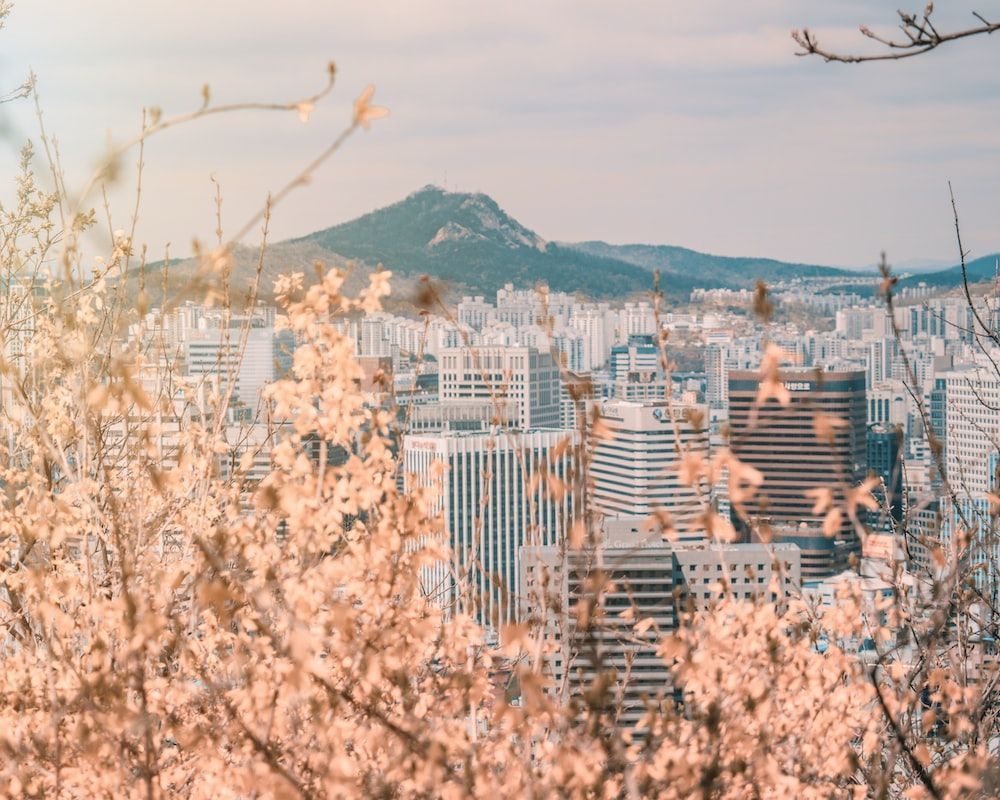 A view of the city with cherry blossoms in the foreground - Seoul