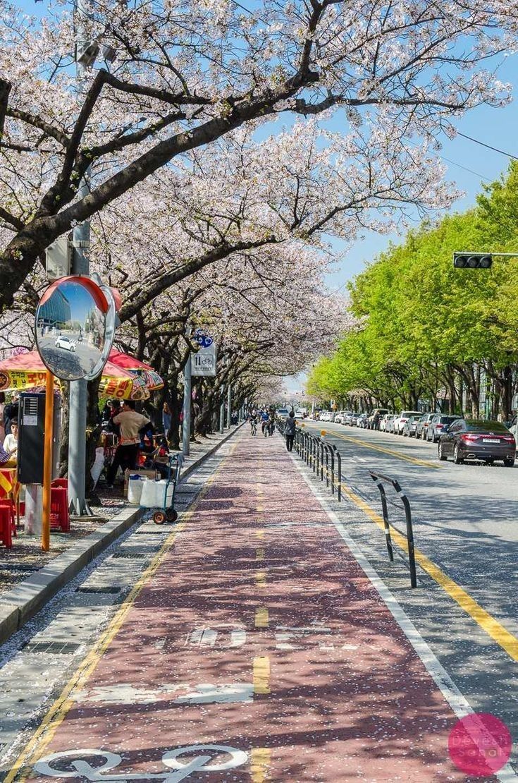 A street with cherry blossoms in Busan, South Korea - Seoul