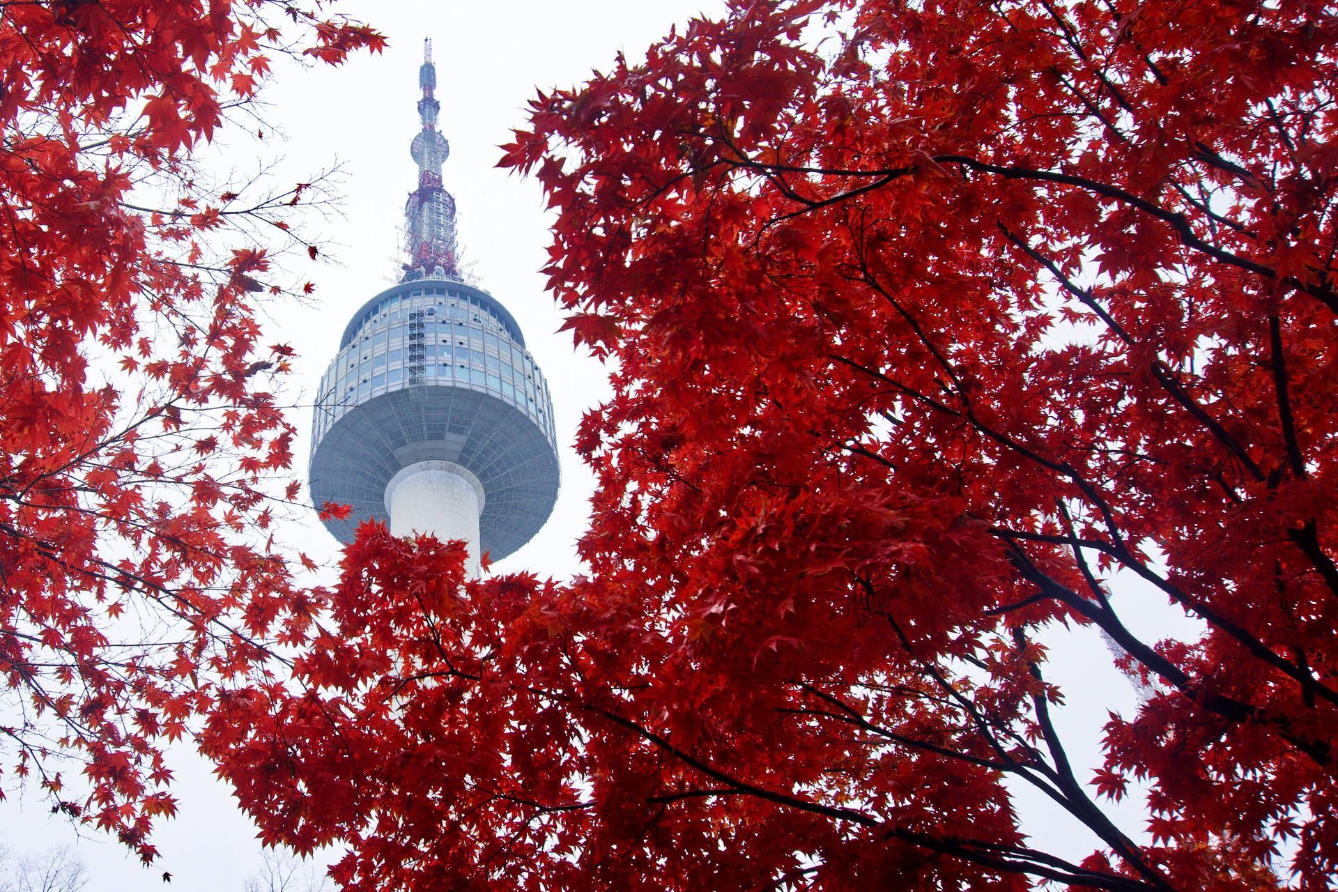 The N Seoul Tower is framed by red maple leaves in the Namsan Park in Seoul, South Korea. - Seoul