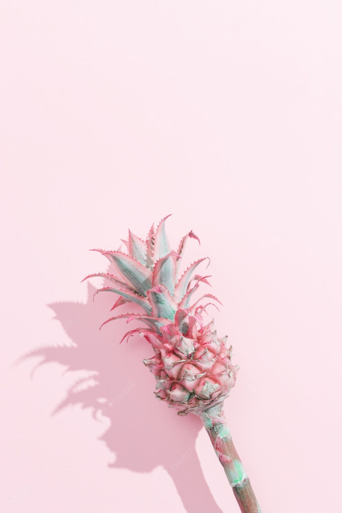 Premium Photo. Dwarf ornamental pineapple mini pink flower on pink paper background with dark shadows. one tropical bloom per stem