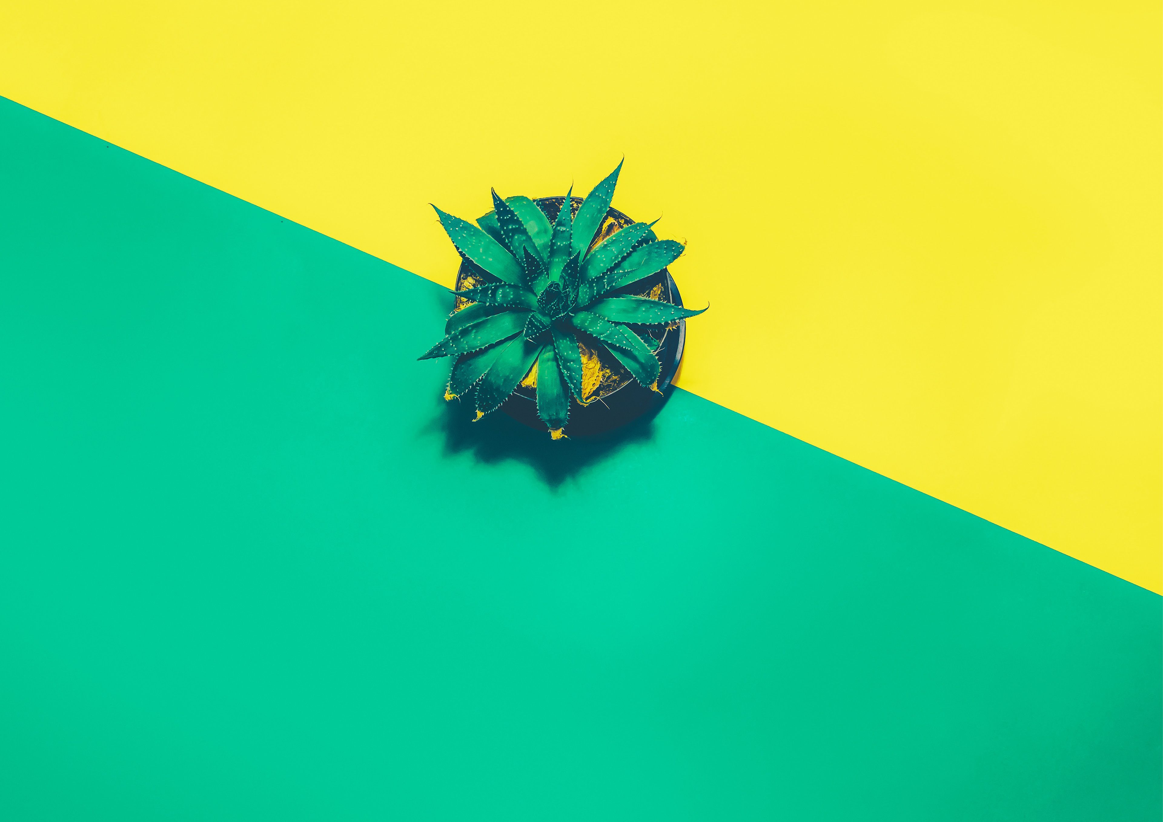 A green plant on a yellow and green background - Pineapple