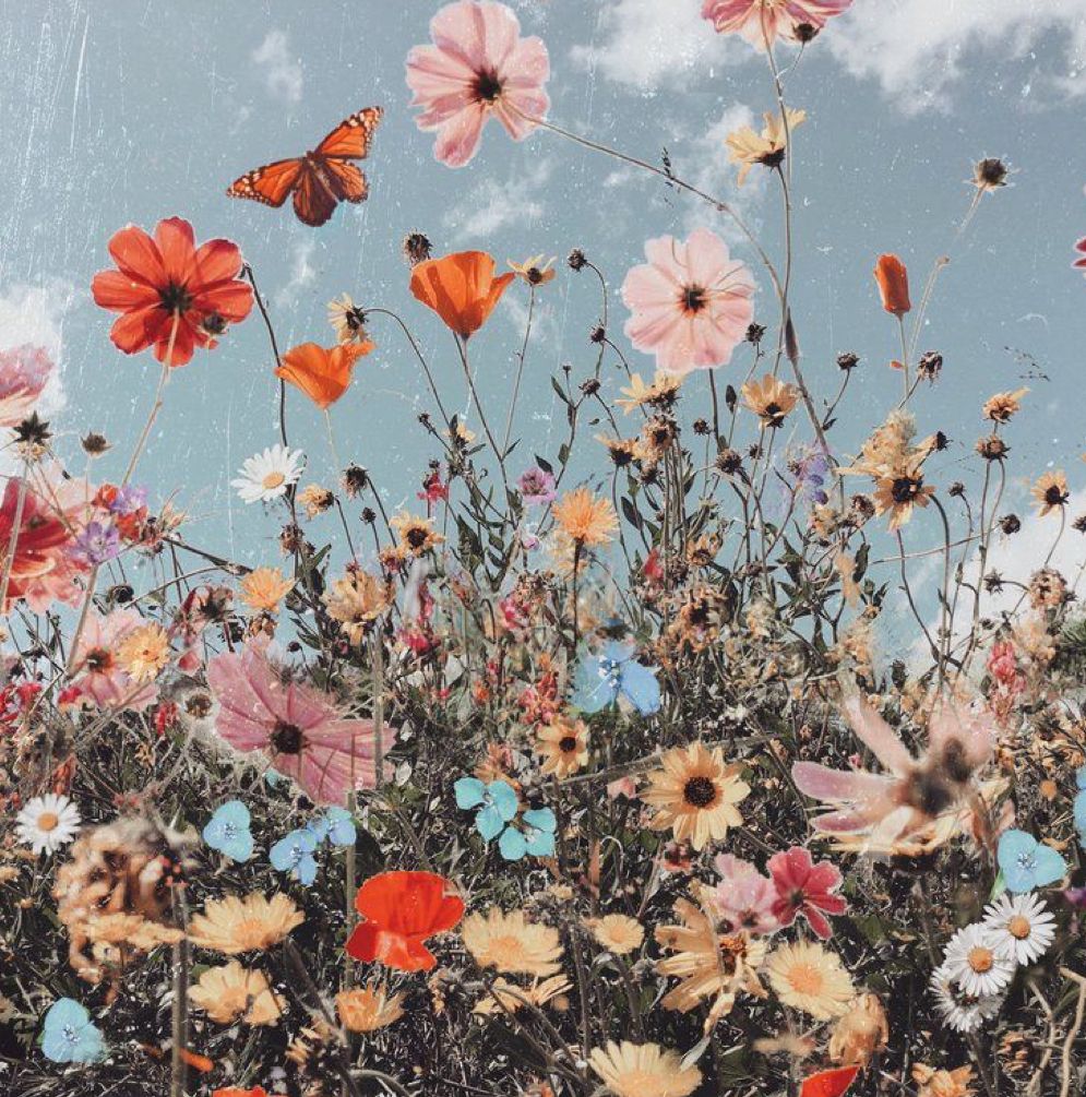 aesthetic flower field wallpaper