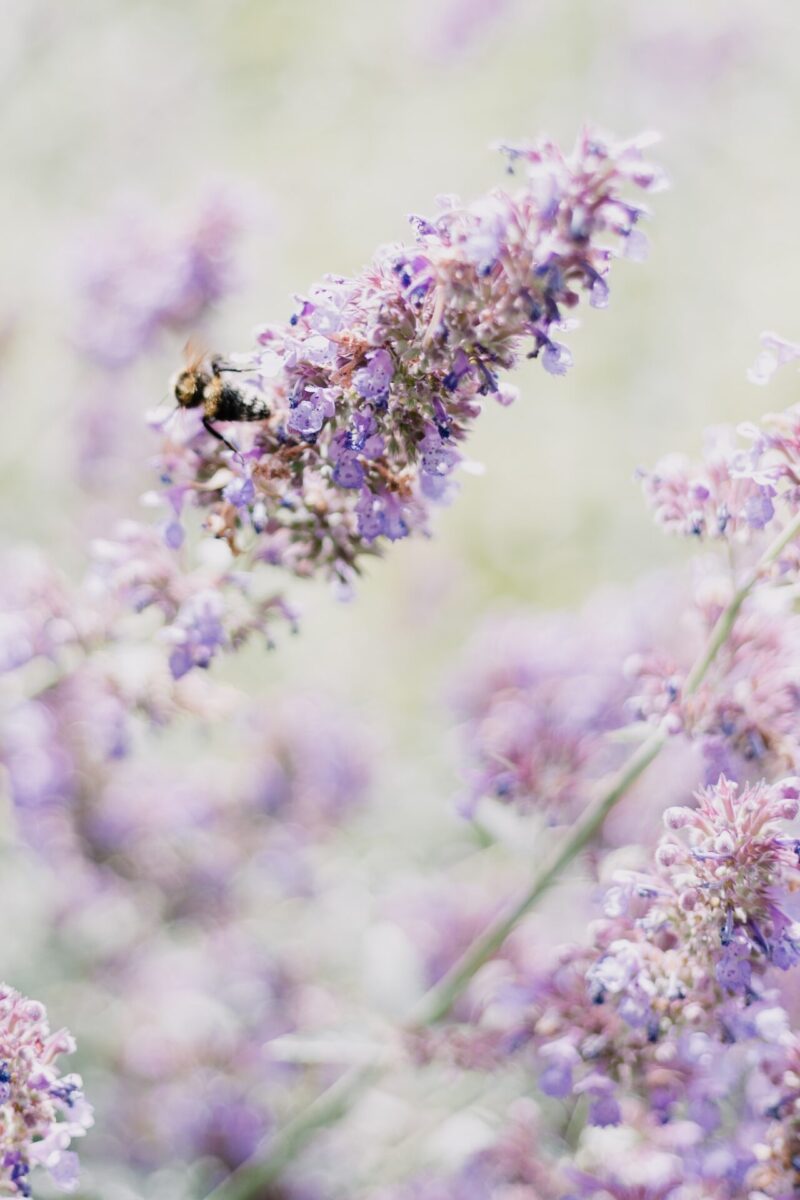 A bee is flying over some purple flowers - Spring
