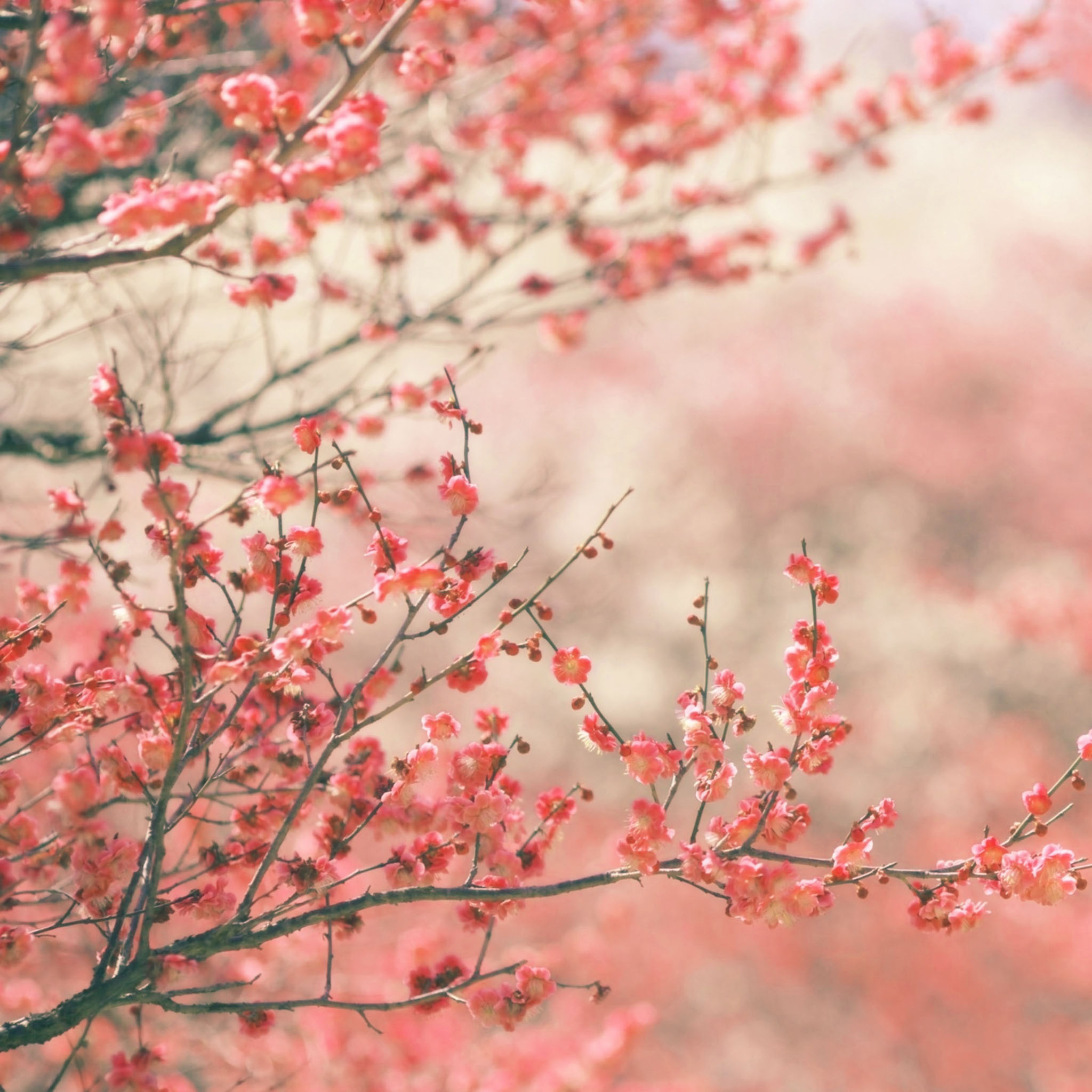A branch of a tree with pink flowers - Spring