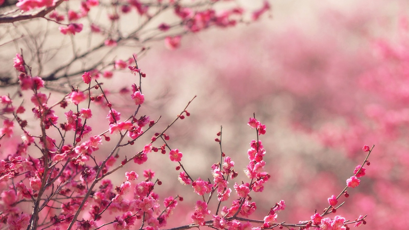 A close up of a tree with pink flowers. - Spring