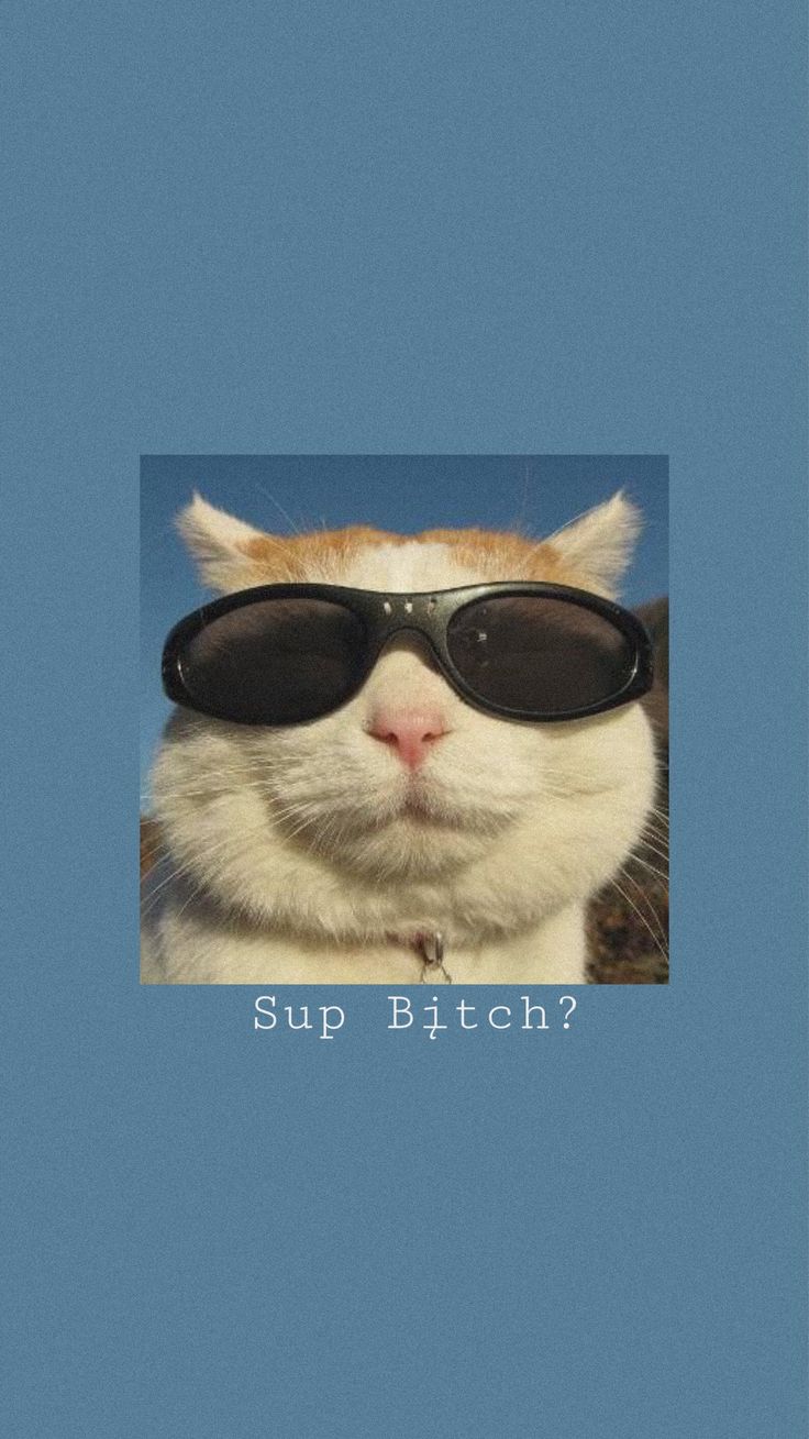 A cat wearing sunglasses with the text sup bitch? - Cat