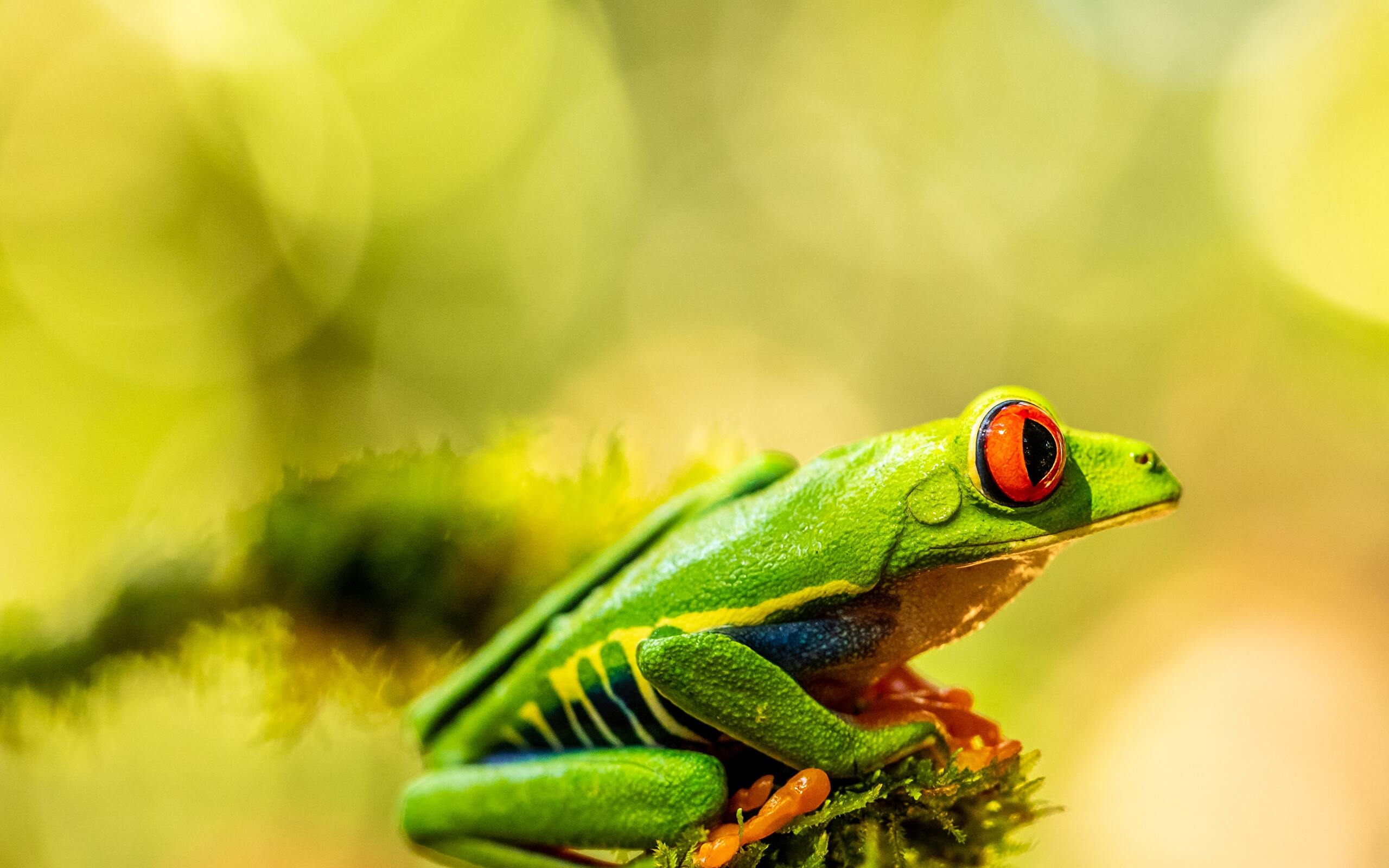 Frog 4K wallpaper for your desktop or mobile screen free and easy to download