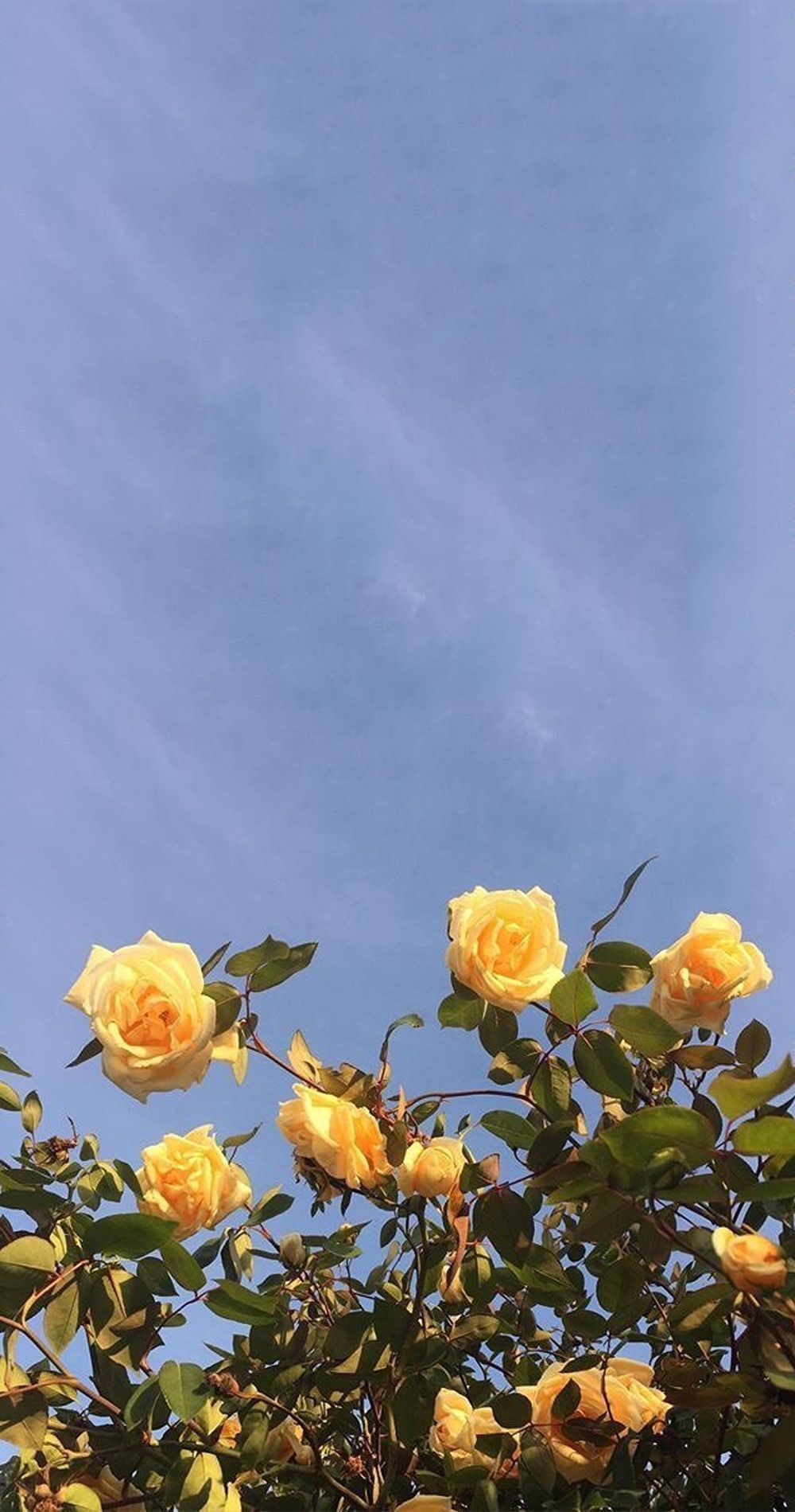 Yellow roses against a blue sky - Flower, garden