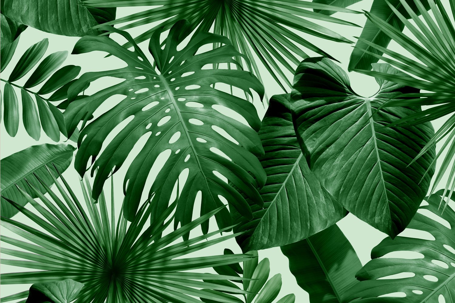 A green and white pattern of tropical leaves - Leaves