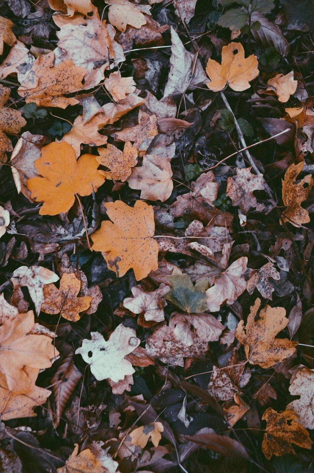 A close up of some leaves on the ground - Leaves, vintage fall
