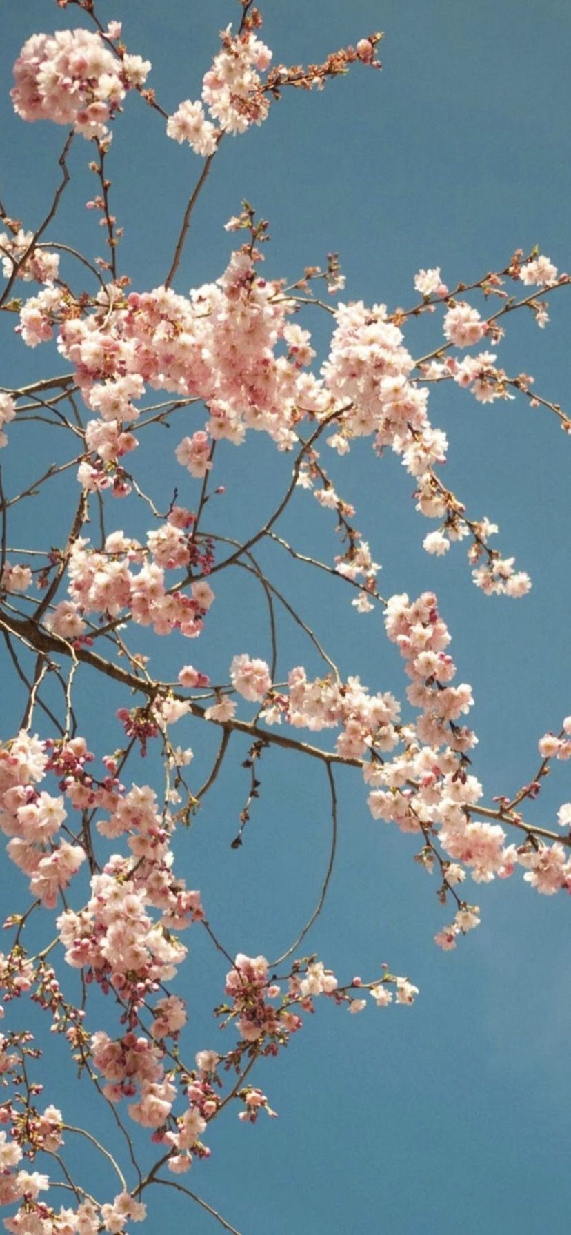 Cherry blossoms against a blue sky - Cherry