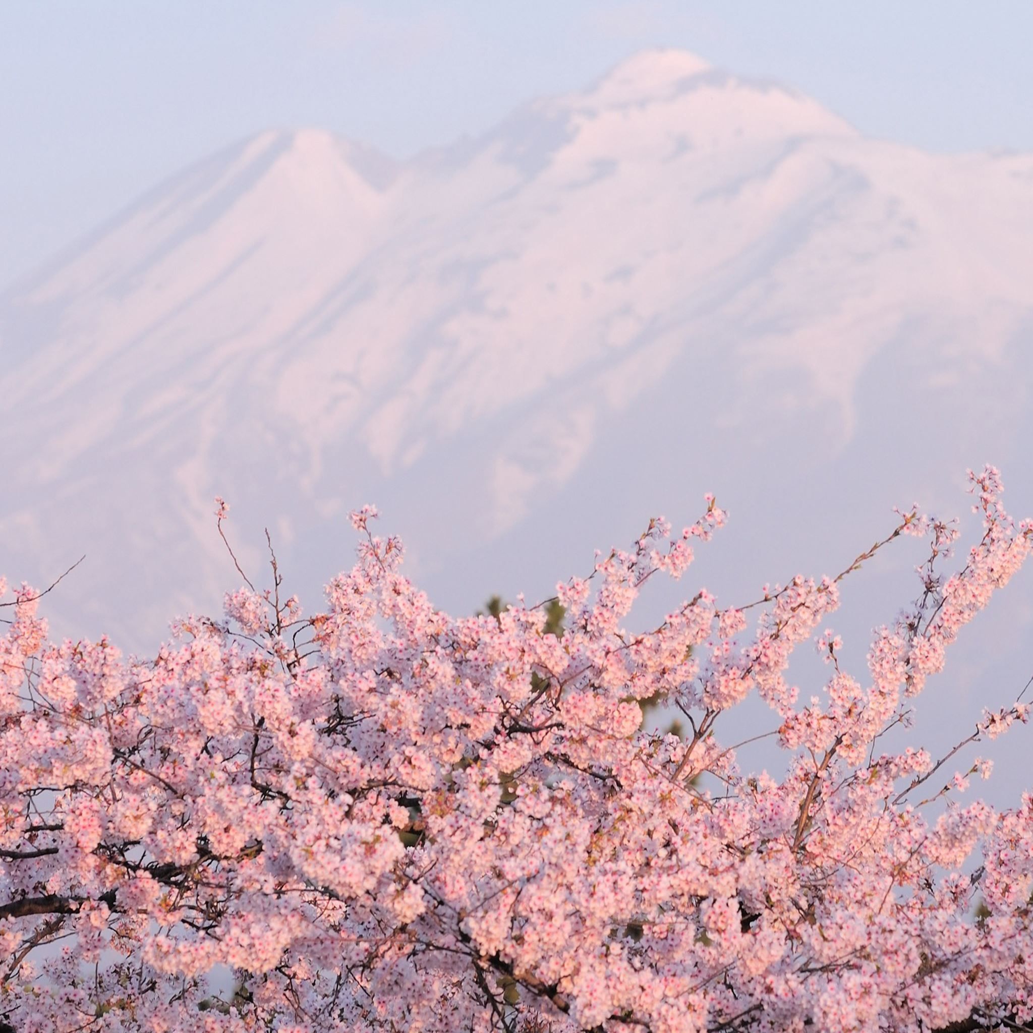A tree with pink flowers in front of a mountain - Cherry