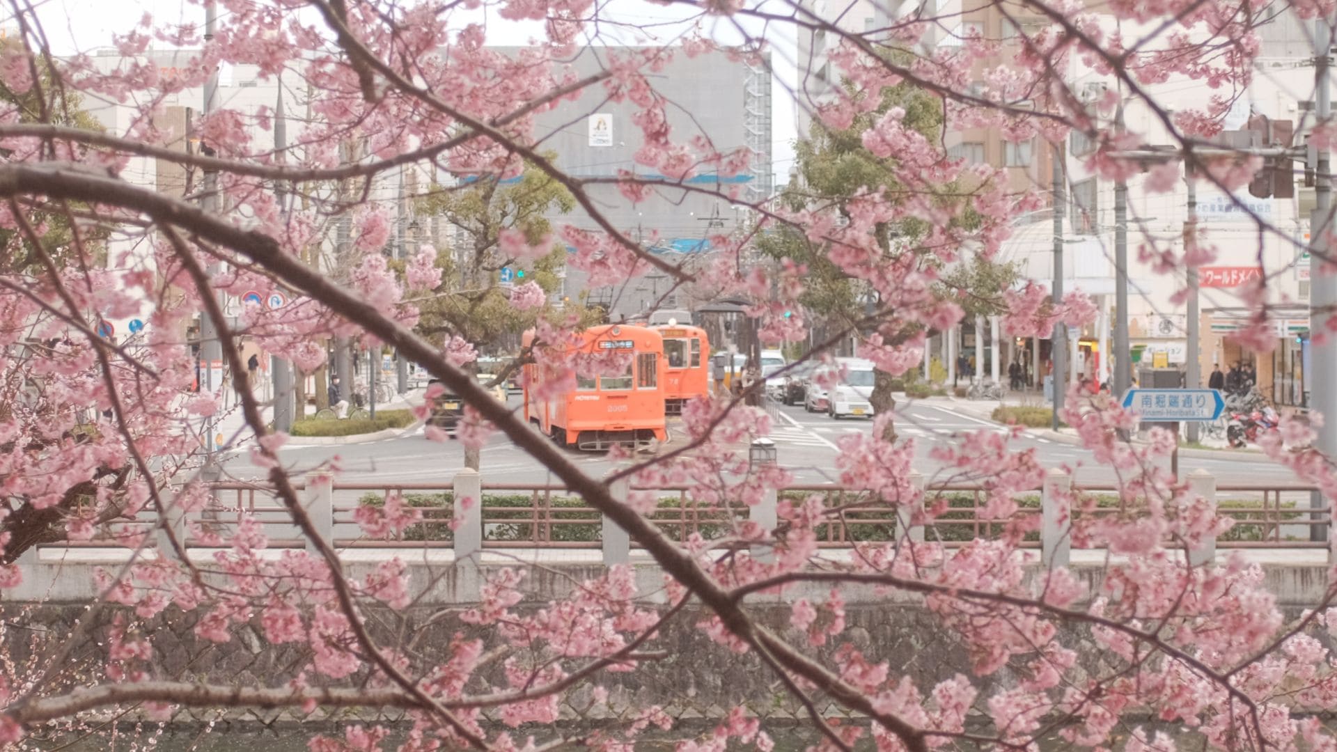 A train travels through the city with pink trees in bloom - Cherry