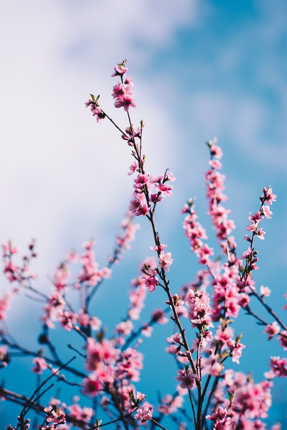 Cherry Blossom Tree Picture, Photo, and Image for Facebook, Tumblr, , and Twitter