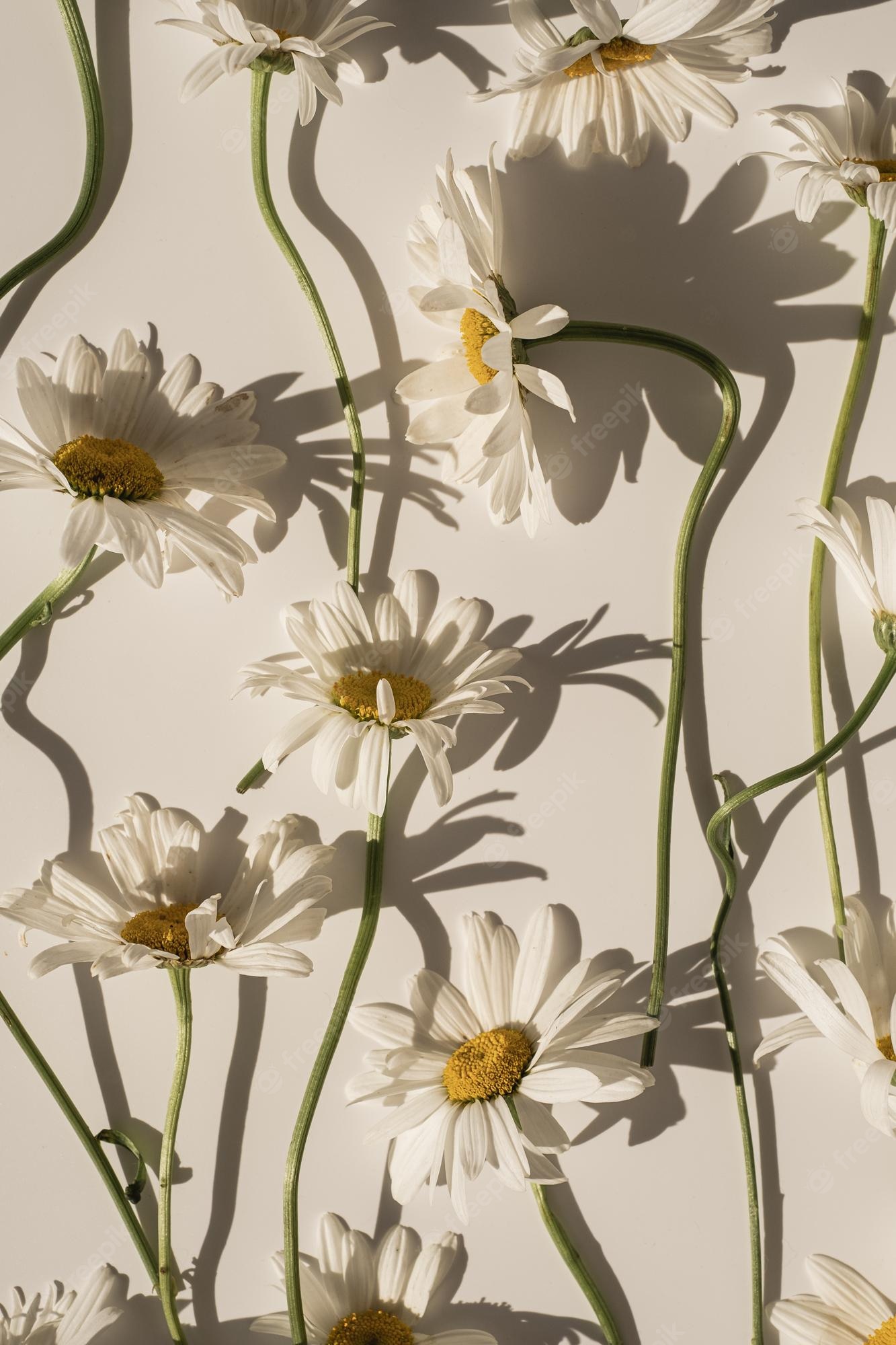 White daisies on a white background - Daisy