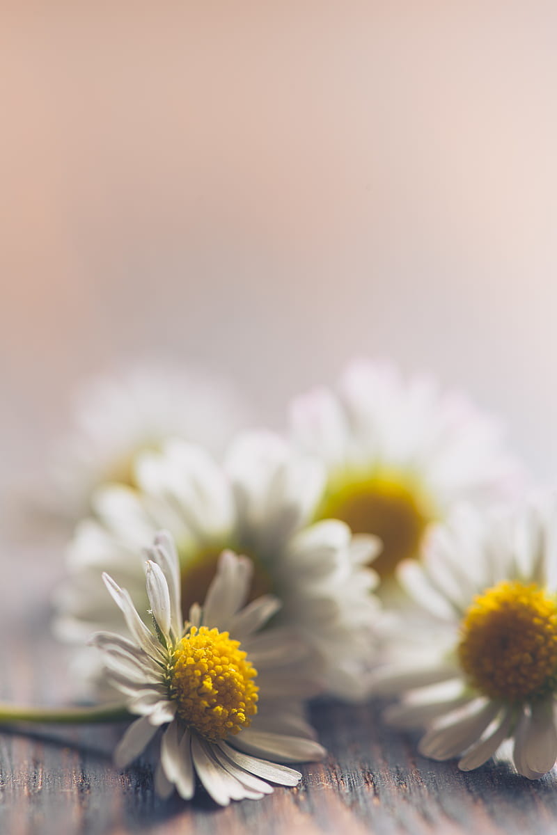 A bunch of daisies on a wooden table - Daisy