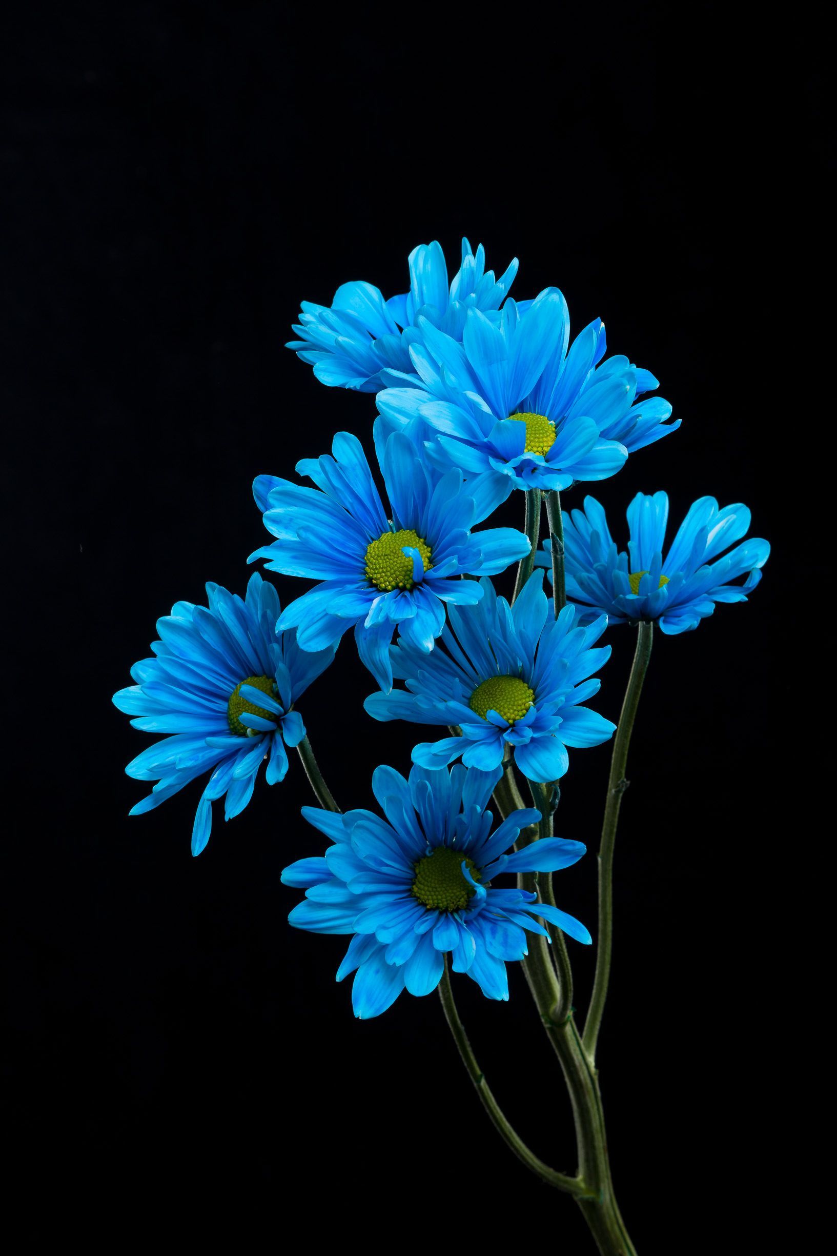 A vase of blue flowers sitting on top - Daisy