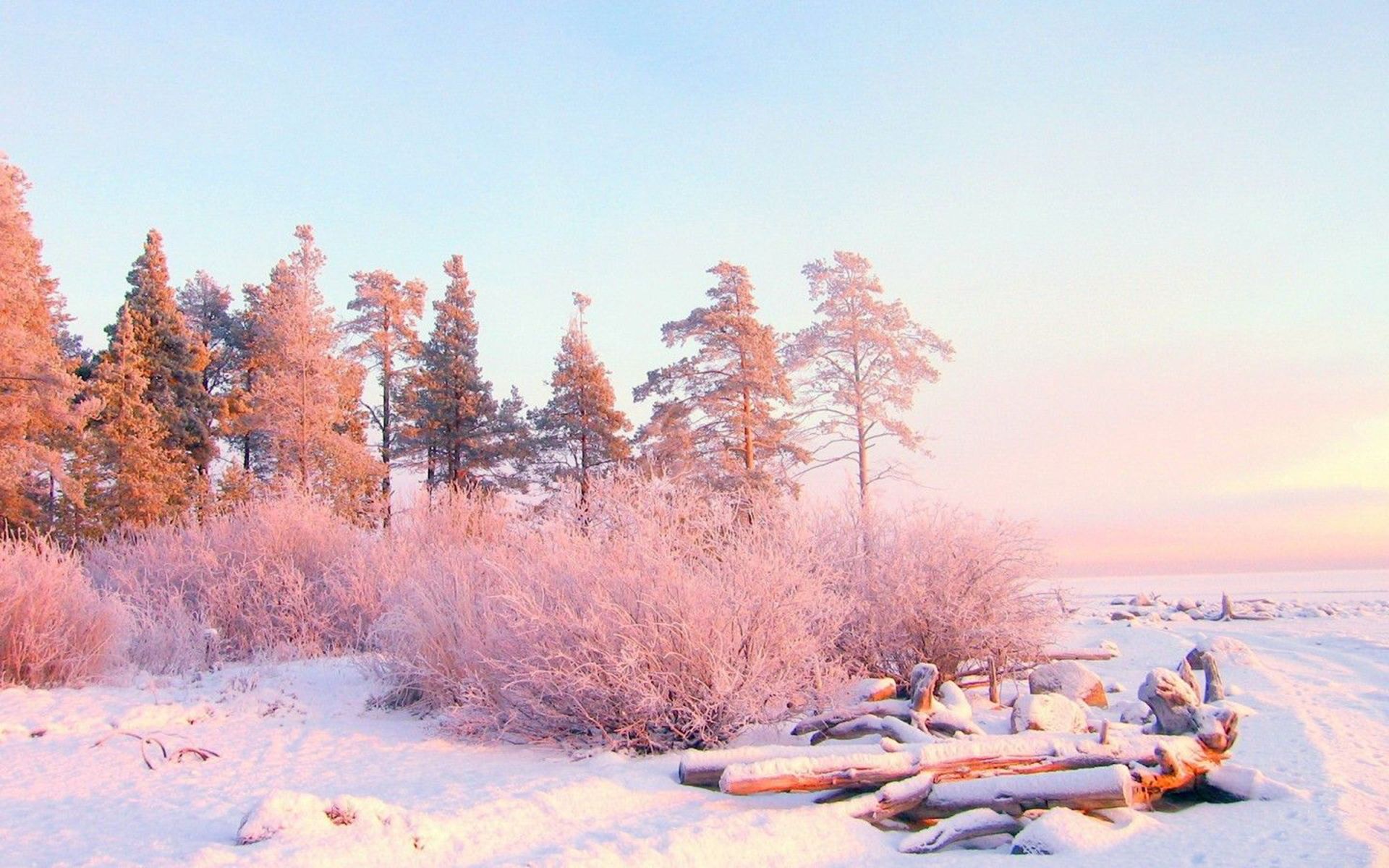 A snow covered beach with trees and rocks - Winter, nature, landscape, scenery, December, pastel pink, snow