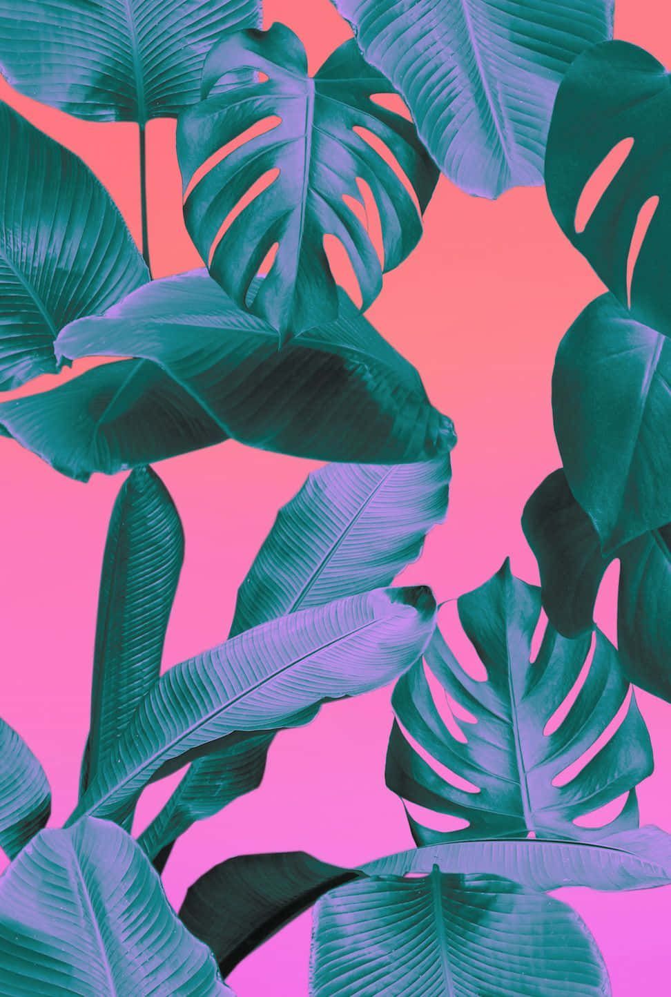 A tropical plant pattern on pink and purple background - Tropical, leaves, banana