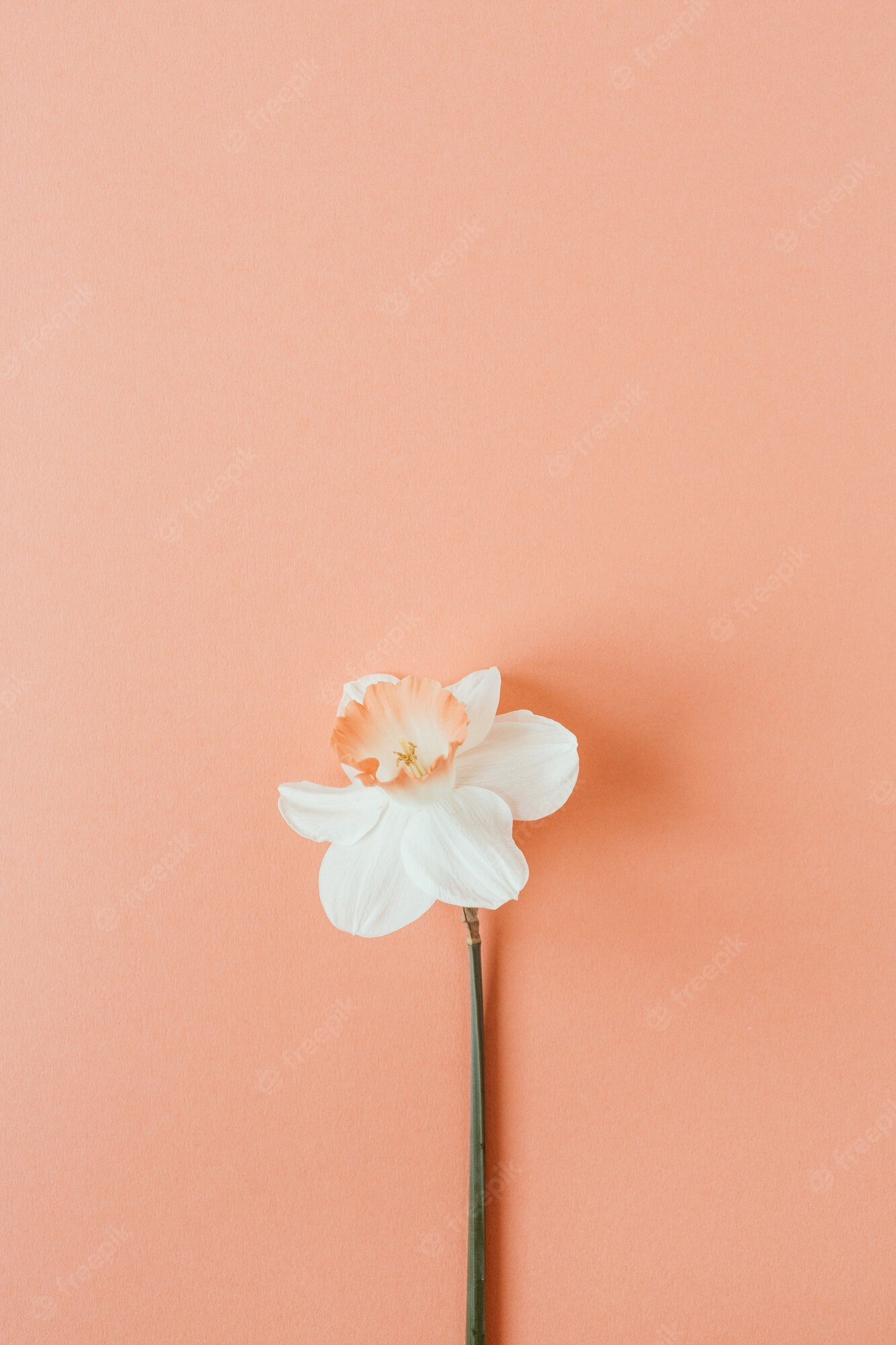 Premium Photo. Narcissus flower on living coral background. flatlay, top view