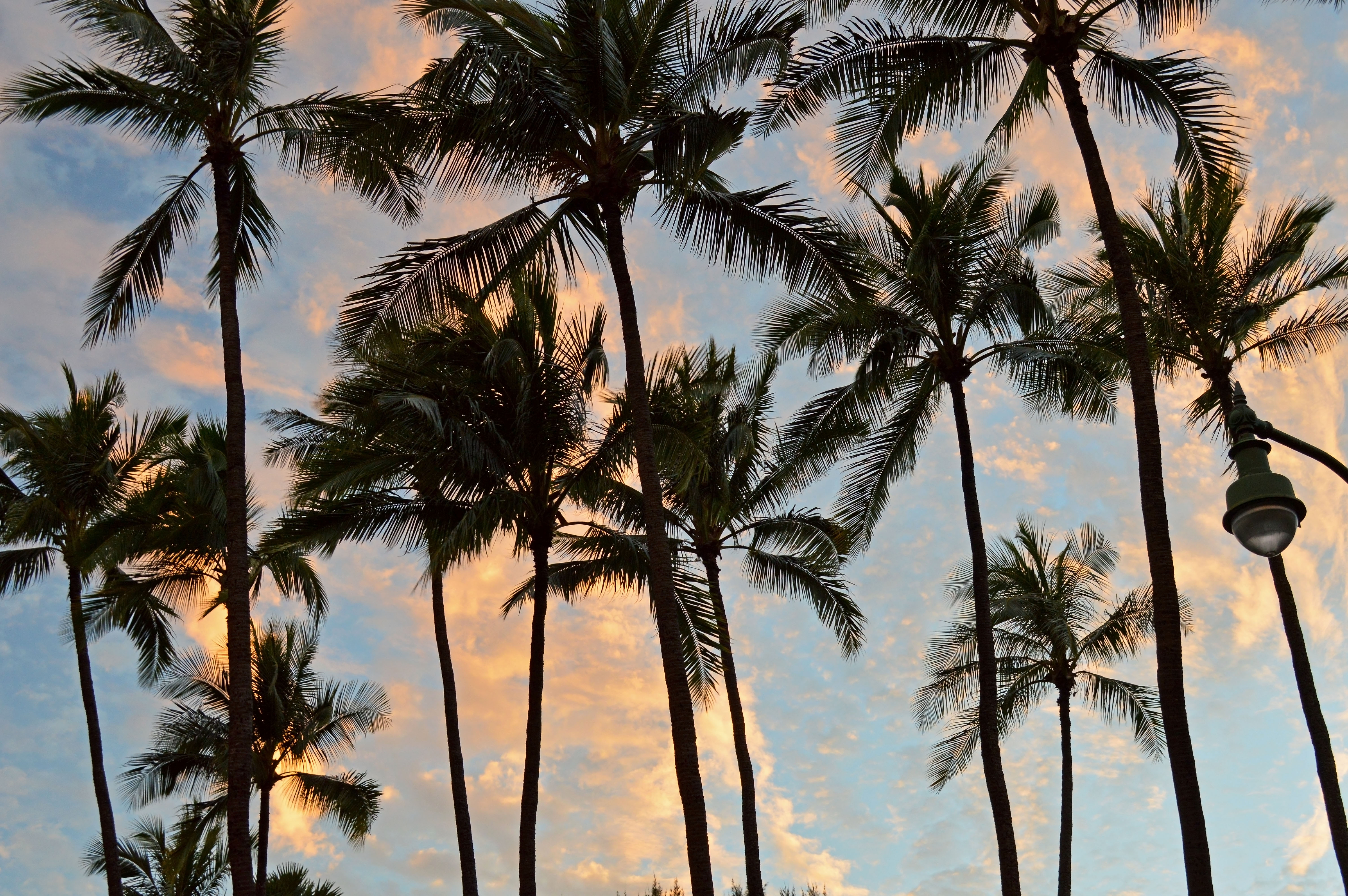 A photo of palm trees in front of a cloudy sky. - Hawaii