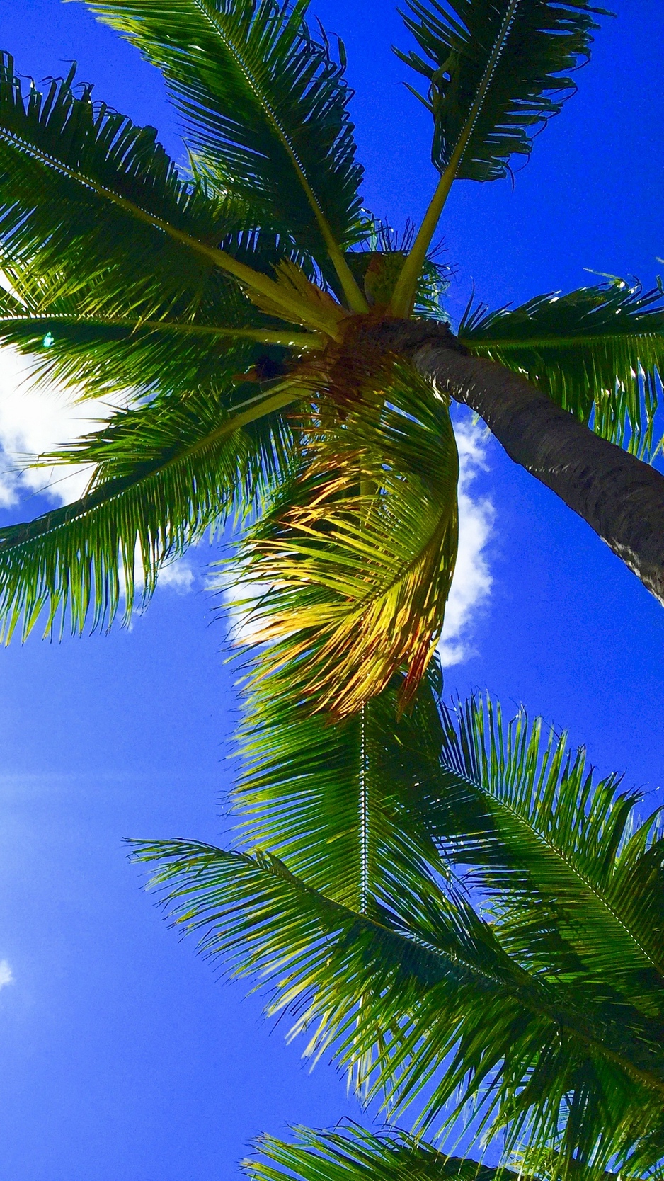 Wallpaper Palms, Tropics, Hawaii, Aloha, Sky