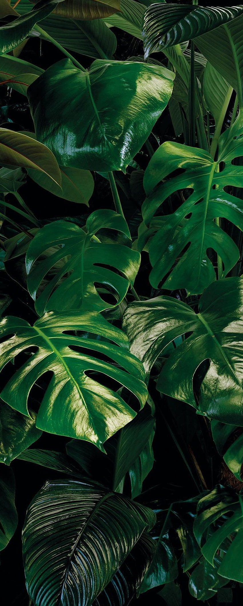 All in Monstera Mural, Monstera Leaf HD phone wallpaper