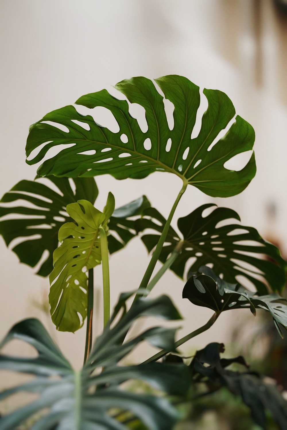A plant with green leaves and stems - Monstera