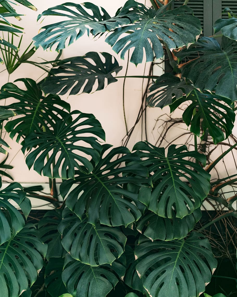 Monstera plant in front of a white wall - Monstera