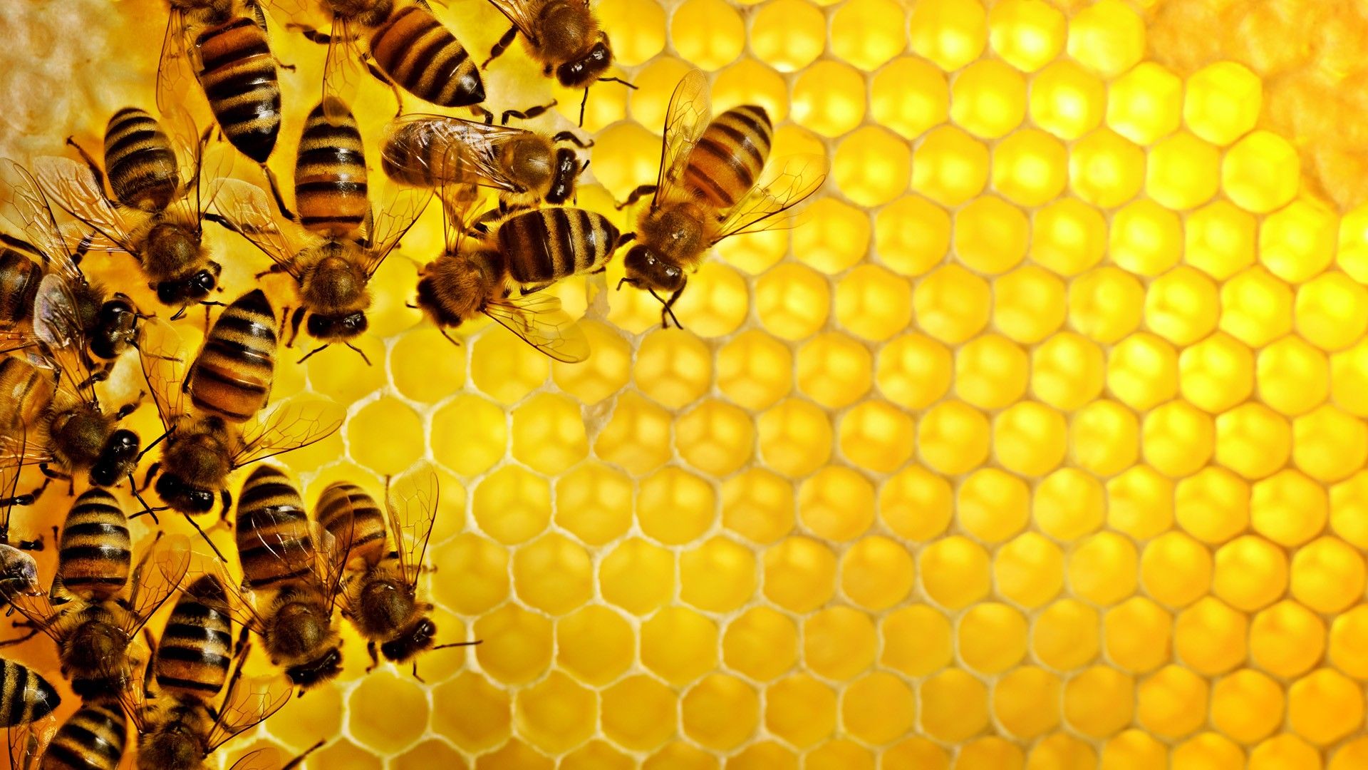 Bees on a honeycomb - Honey