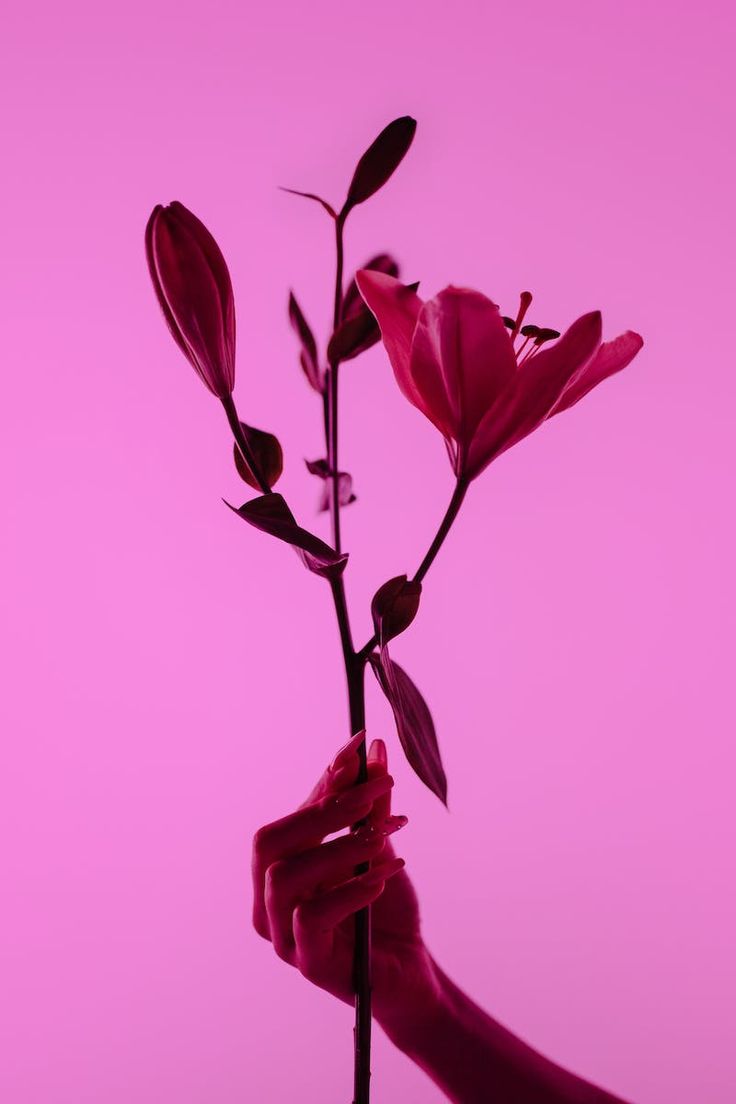 A hand holding a stem with a flower on it in front of a pink background - Magenta