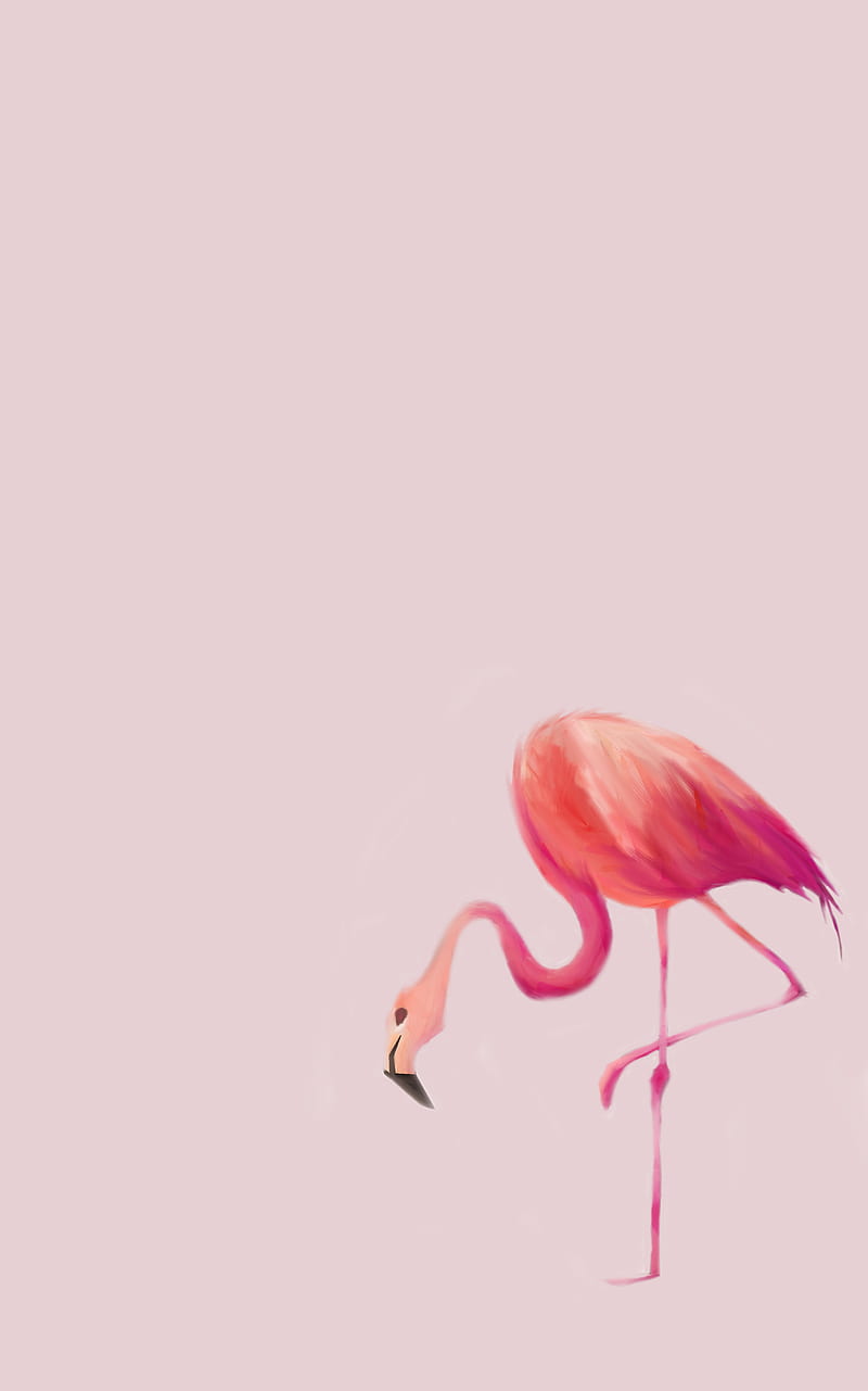Flamingo, animal, bird, cute, pink, simple, spring, HD phone wallpaper