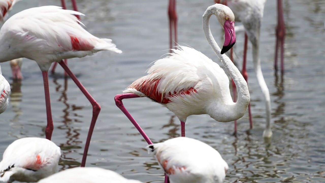 Runaway flamingo previously seen in Wisconsin, now spotted in Texas
