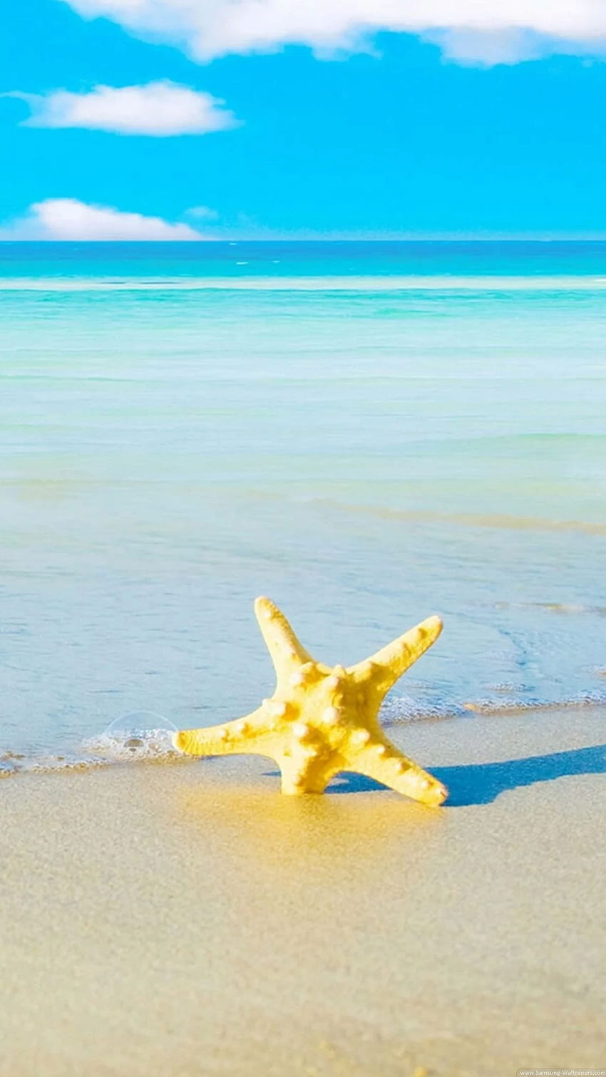 A starfish on the beach - Starfish