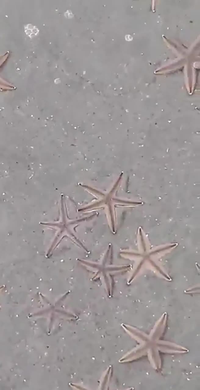 RAW: Starfish seen on shore in Garden City