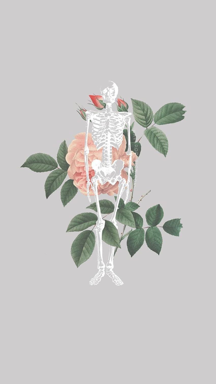 A skeleton holding a flower in its hands - Anatomy, medical, nurse