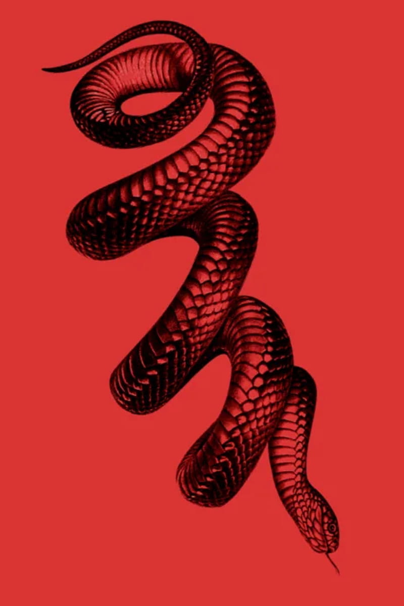 A red snake on a red background - Snake