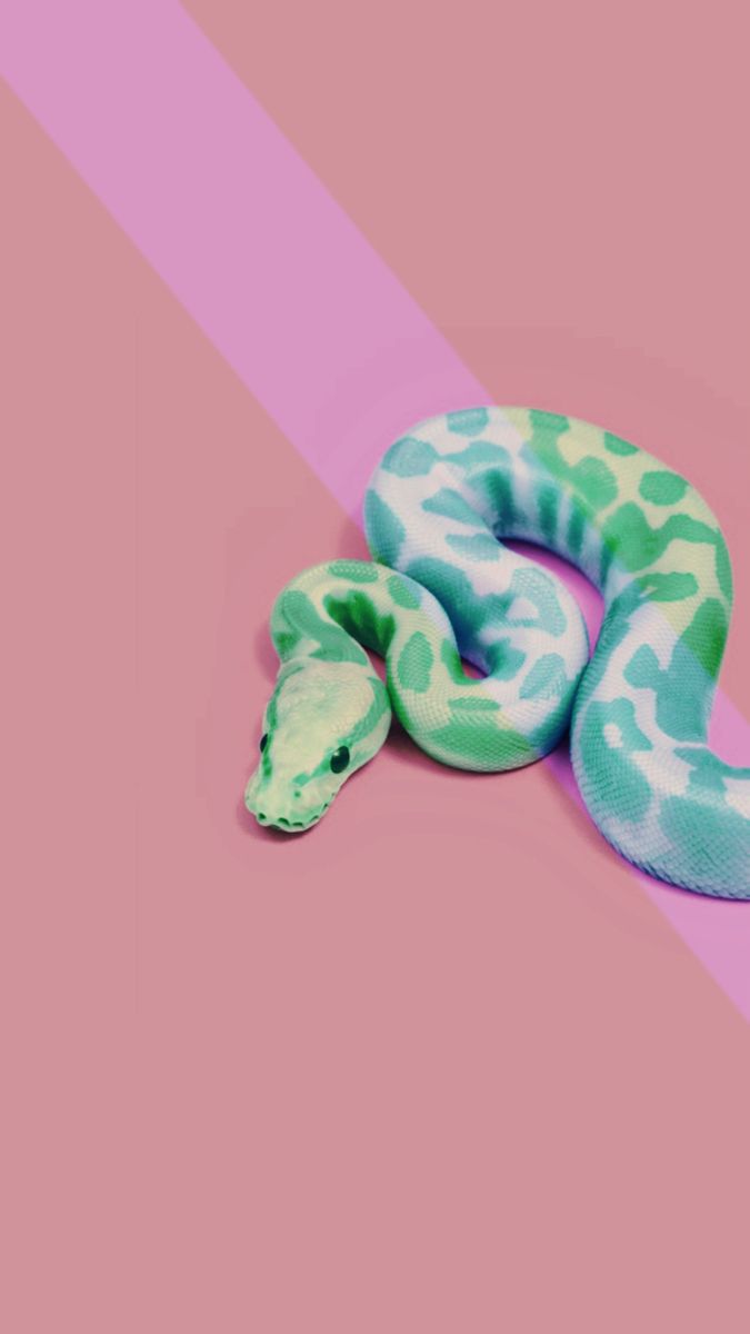 Free download This is my lock screen Aesthetic pink green snake wallpaper Not [675x1200] for your Desktop, Mobile & Tablet. Explore Pink Snake Wallpaper. Snake Wallpaper, Cool Snake Wallpaper