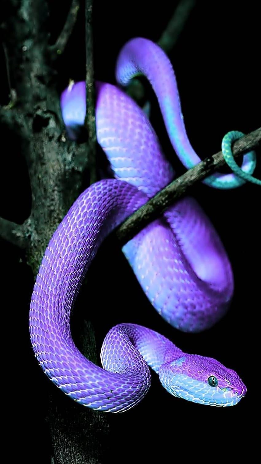 A purple snake is sitting on top of tree branch - Snake