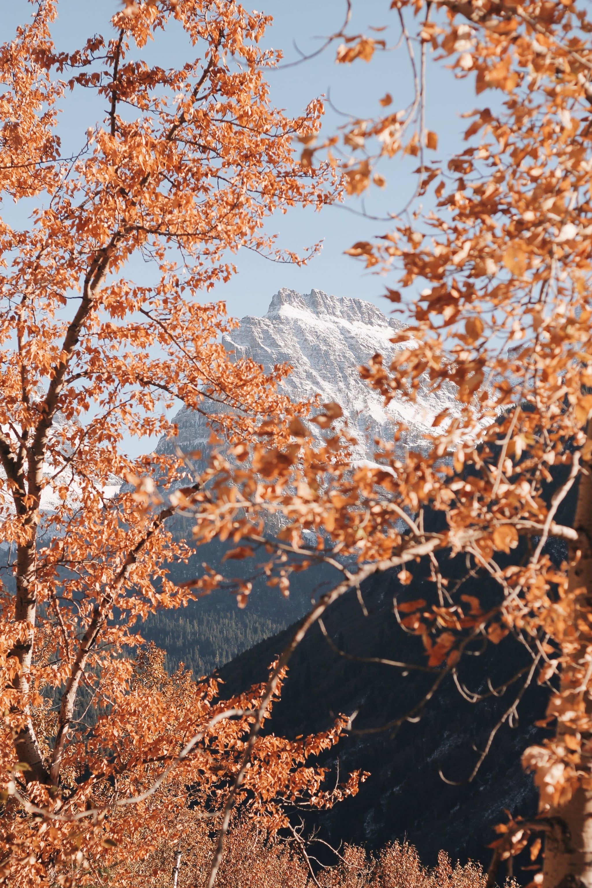 A mountain peak is obscured by orange leaves on a tree. - Fall, fall iPhone, leaves, snow, vintage fall, photography, bling, warm